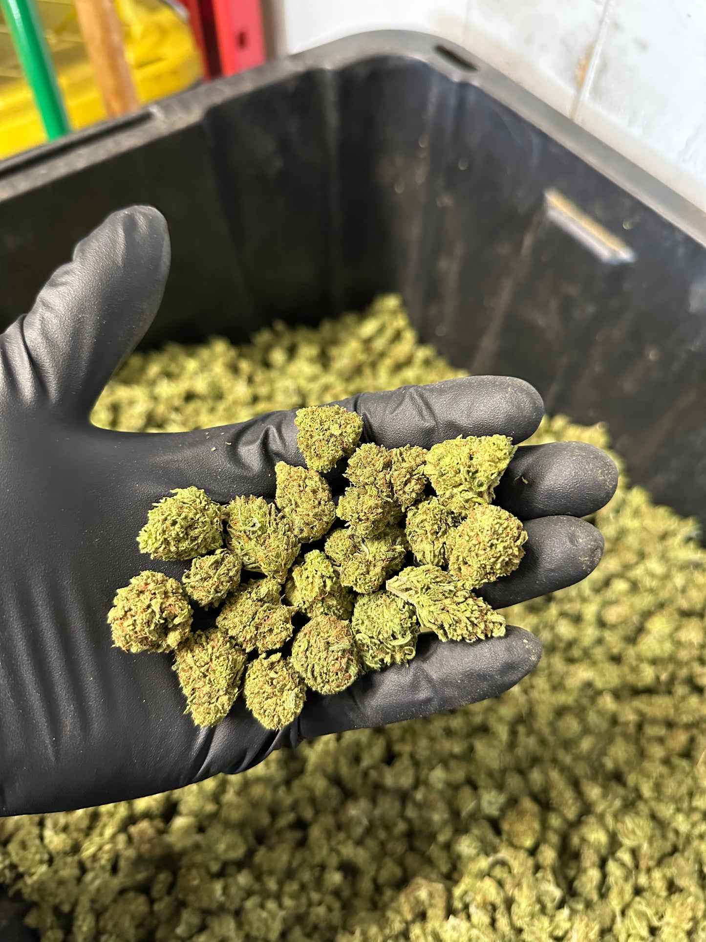 Maui Wowie Hemp Flower Smalls