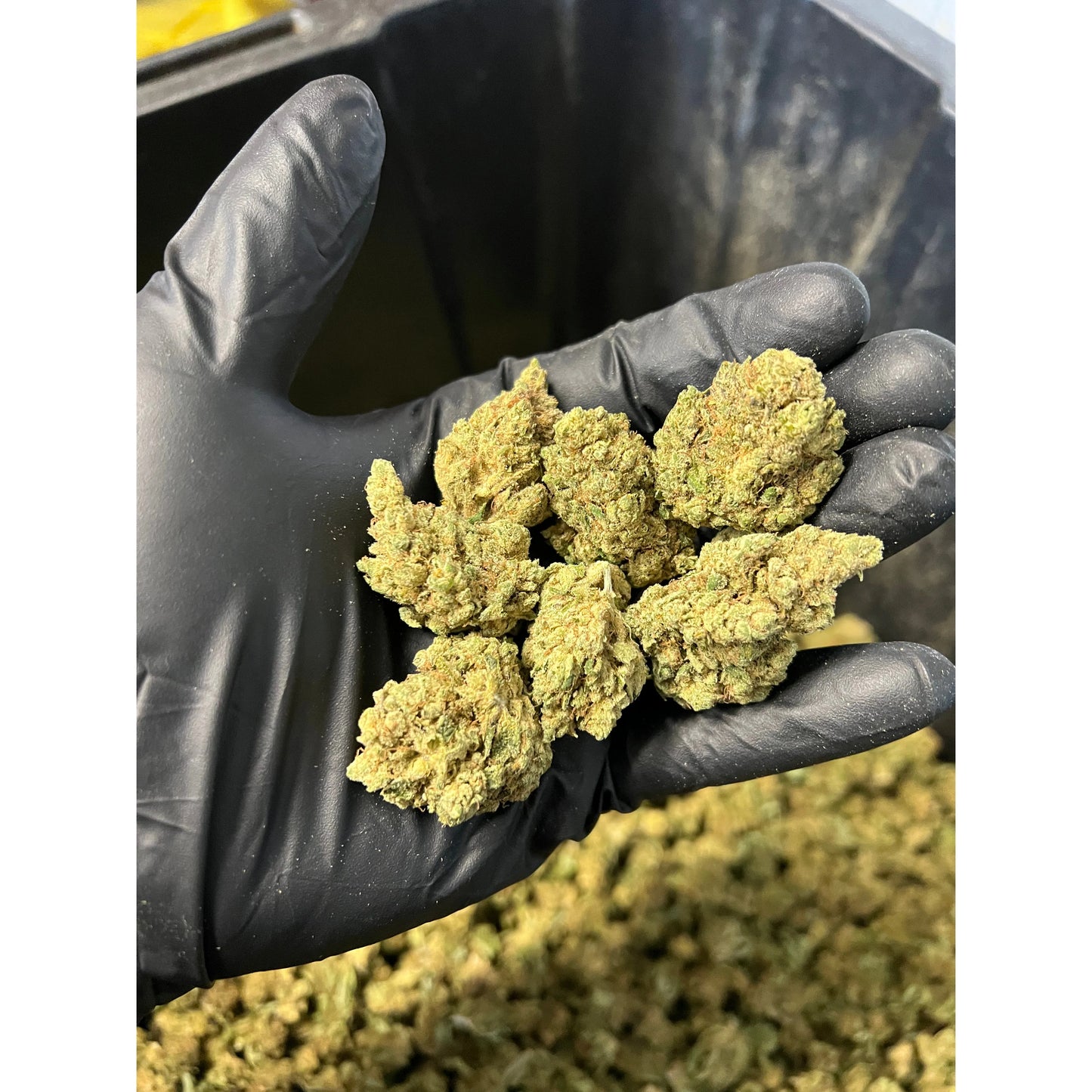 Indoor Sour Grapefruit Hemp Flower