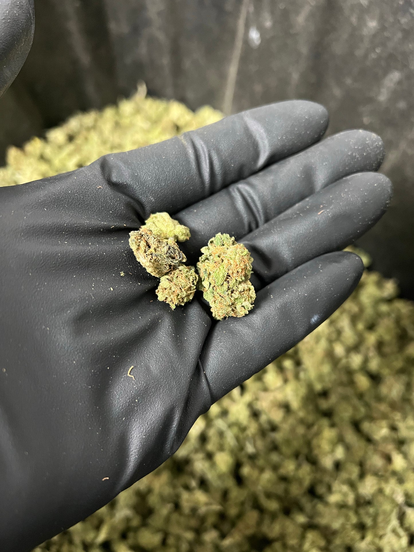 Suver Haze Smalls