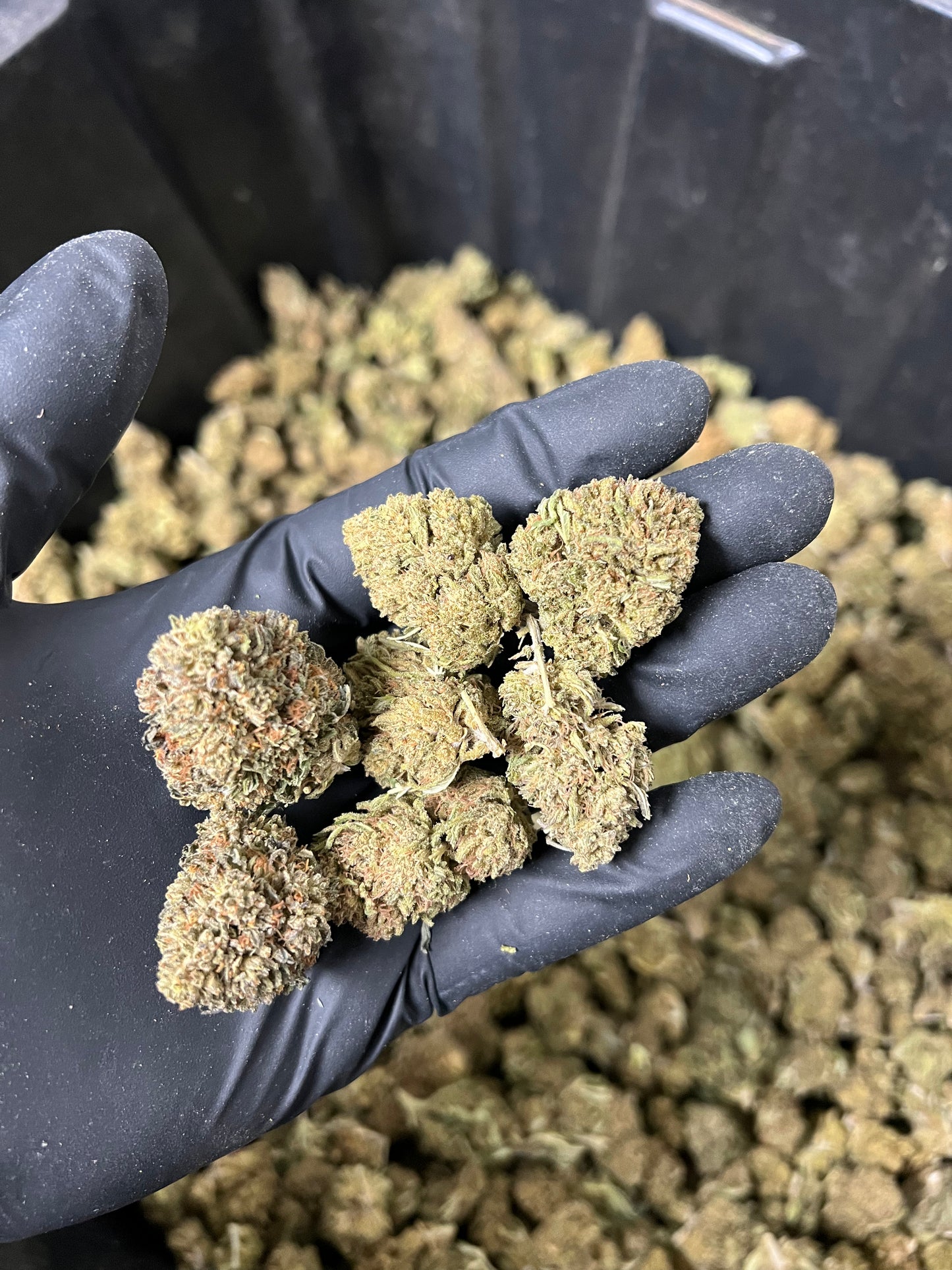 The Wife Hemp Flower