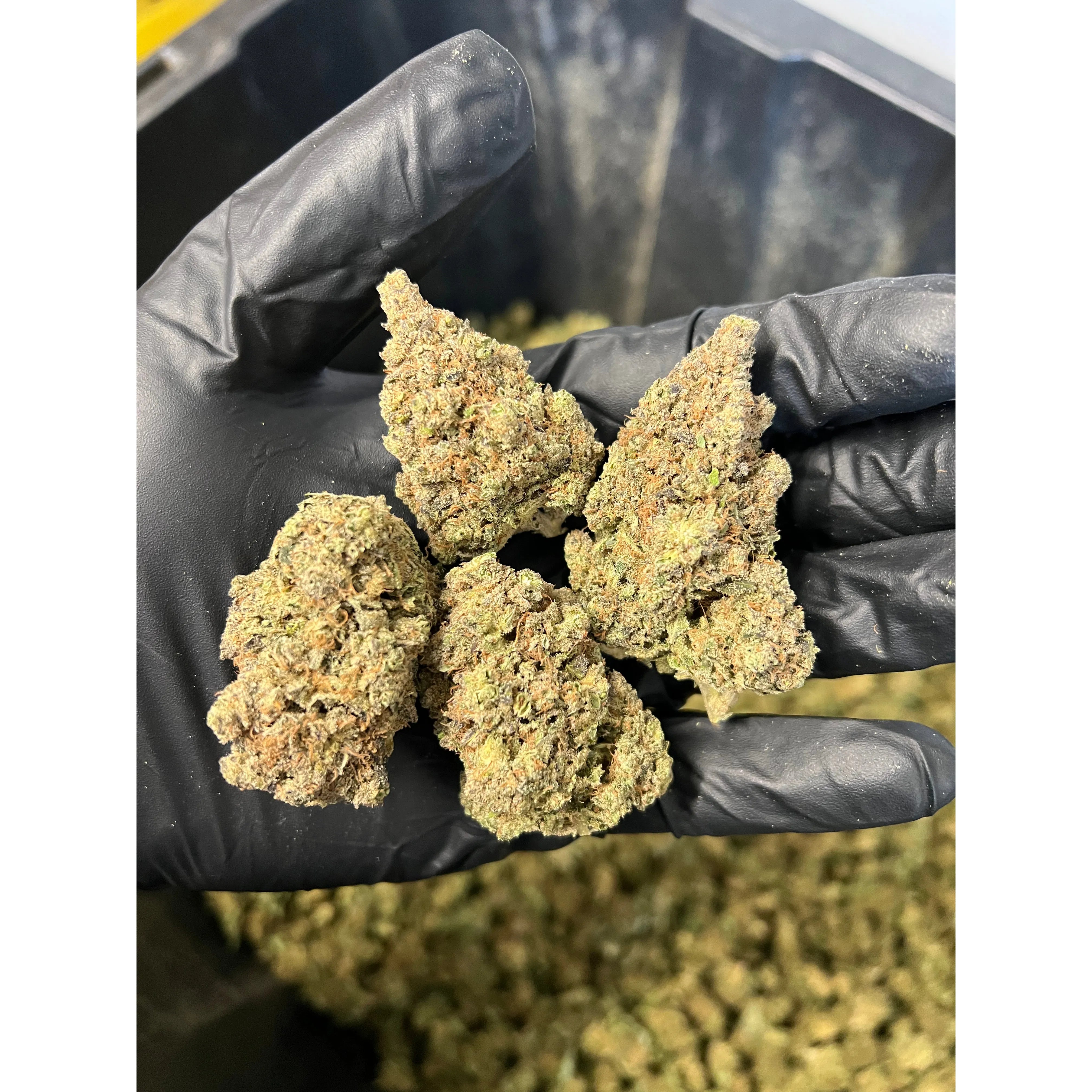 Indoor Purple Punch Hemp Flower