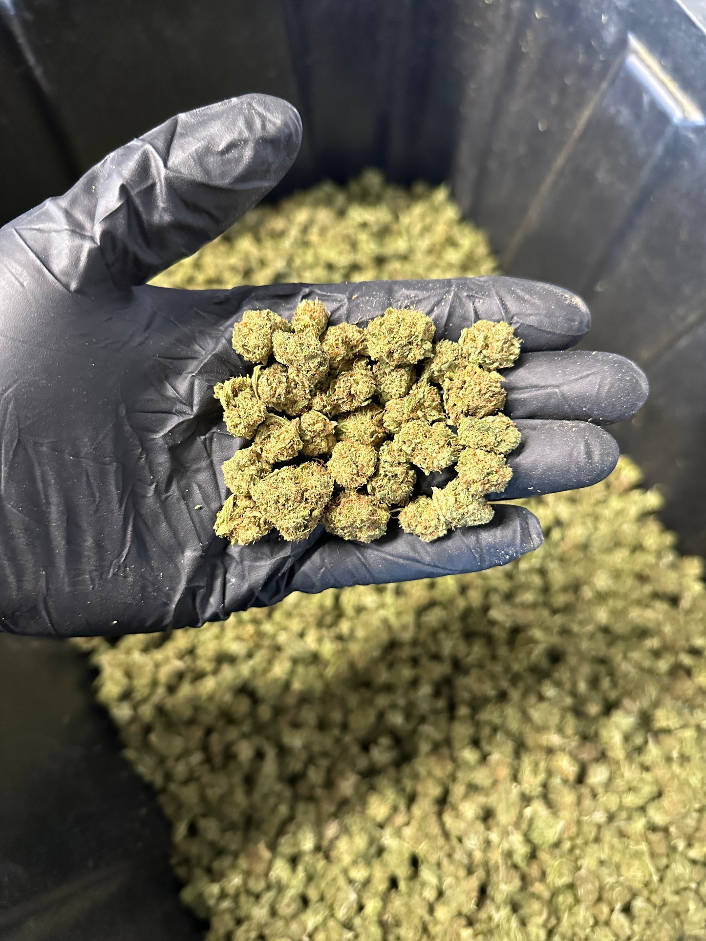 Lemon Tree Hemp Flower Smalls