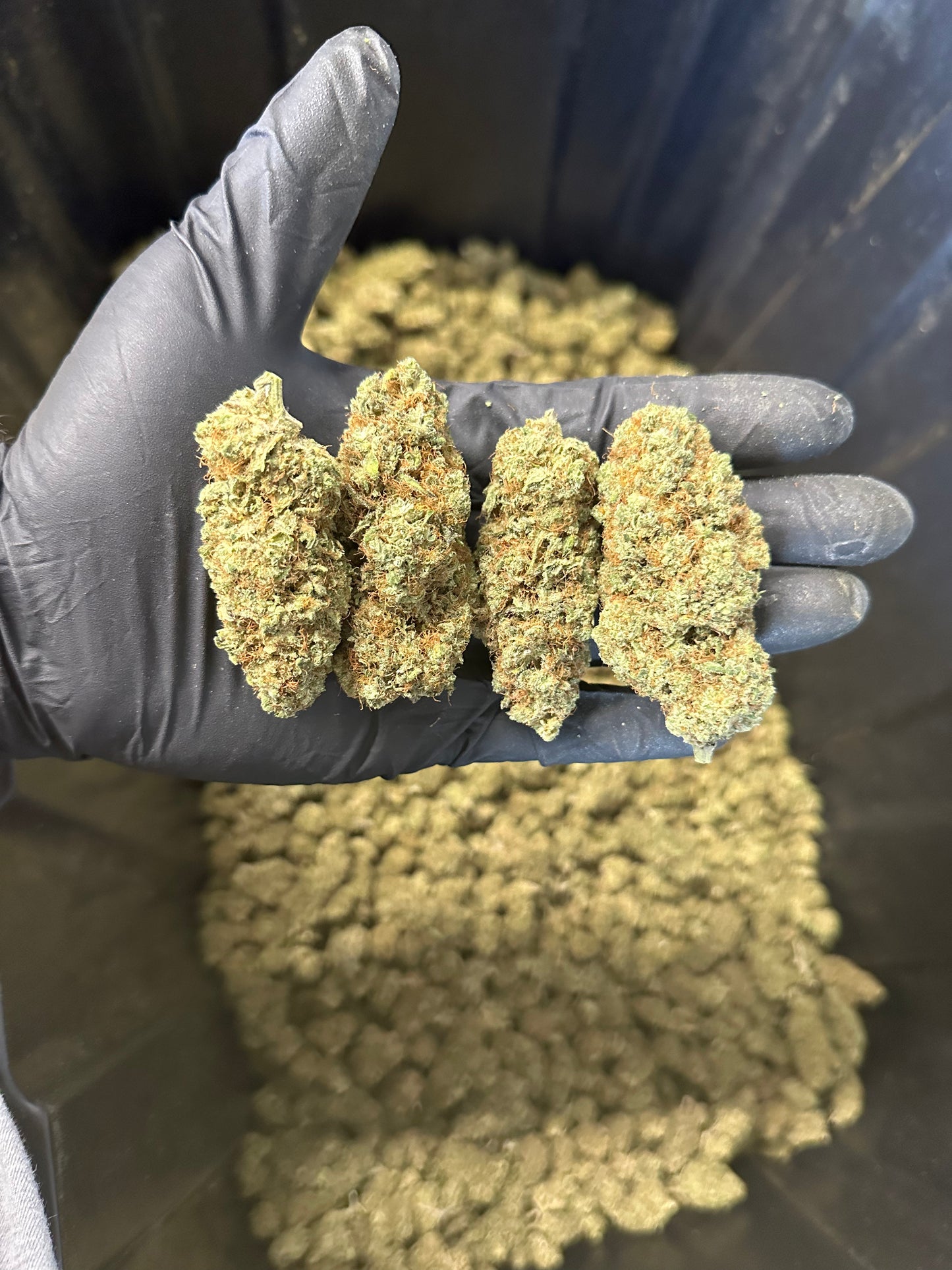 Indoor Grape Fizz Hemp Flower