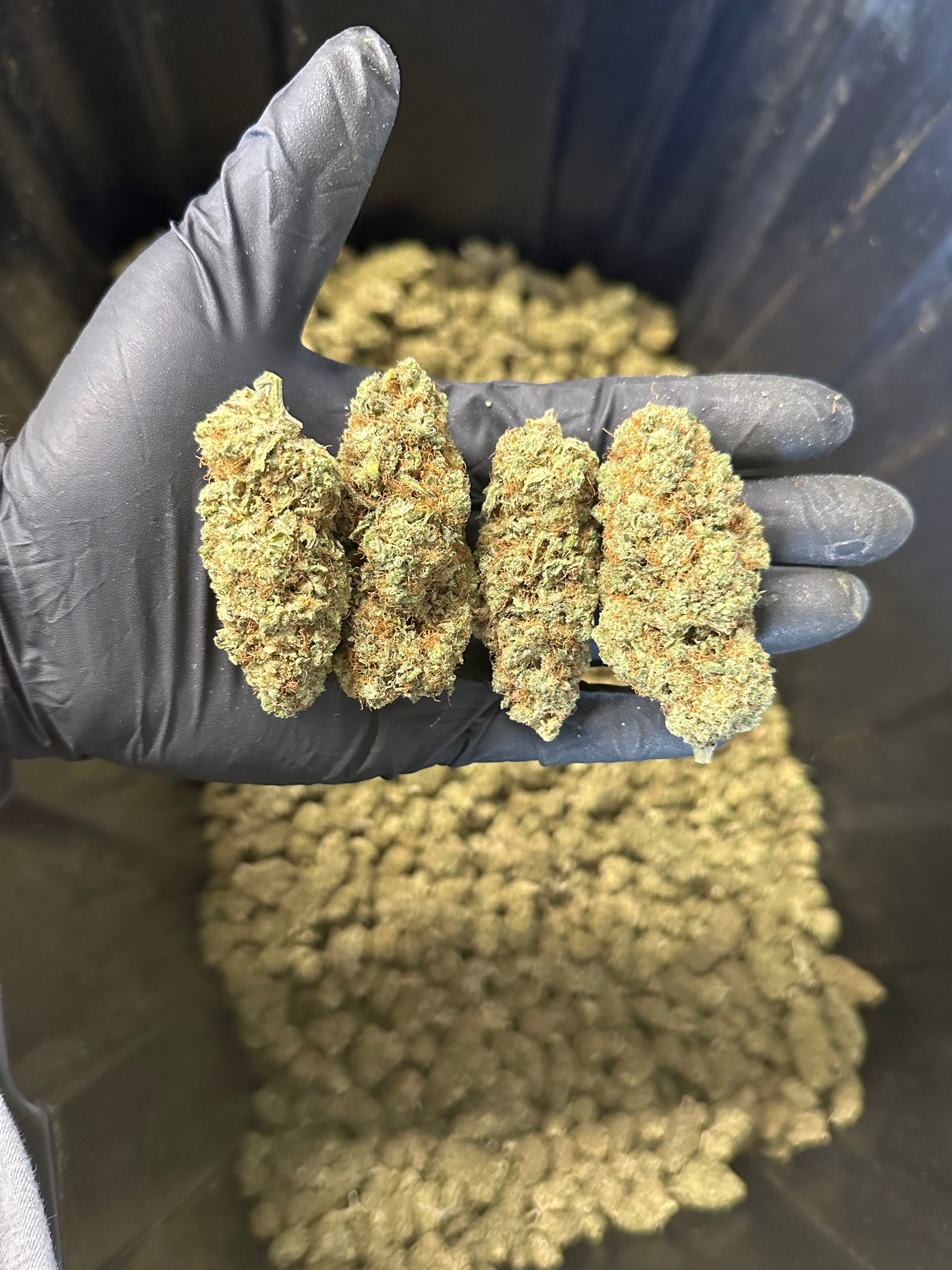 Indoor Grape Fizz Hemp Flower