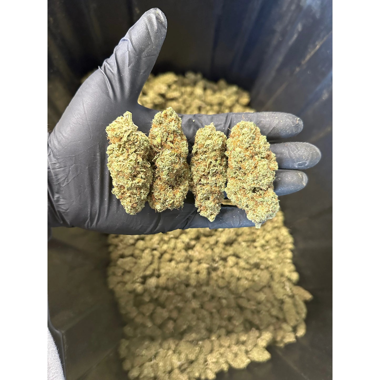 Indoor Grape Fizz Hemp Flower