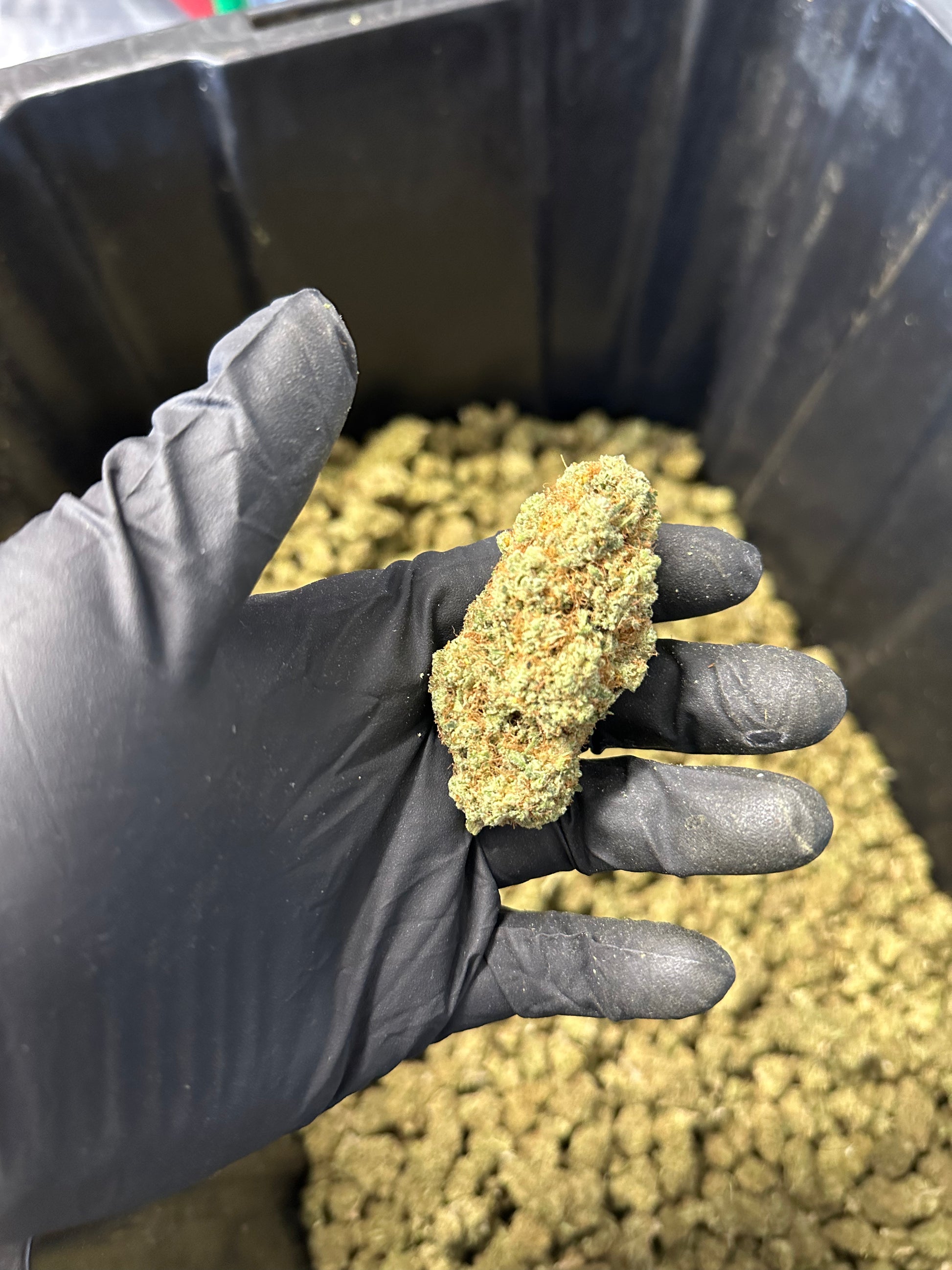 Indoor Grape Fizz Hemp Flower