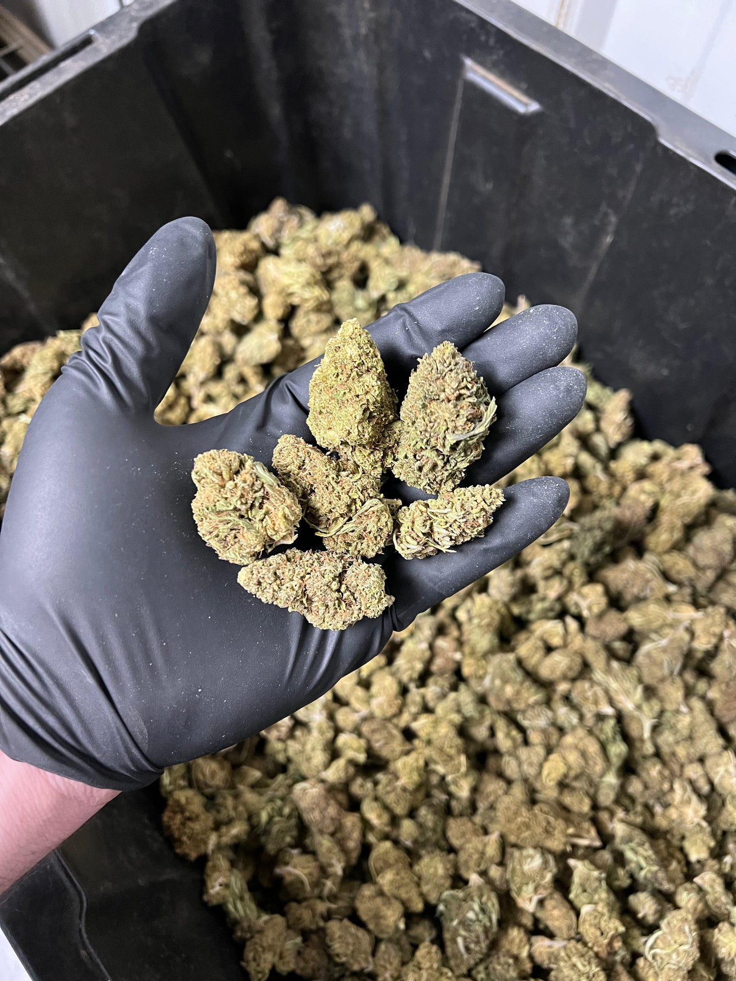 The Wife Hemp Flower