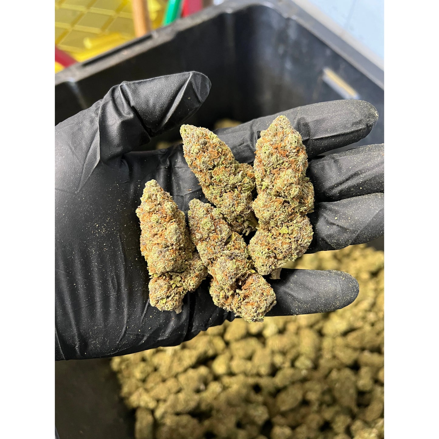 Indoor Ice Cream Cake Hemp Flower