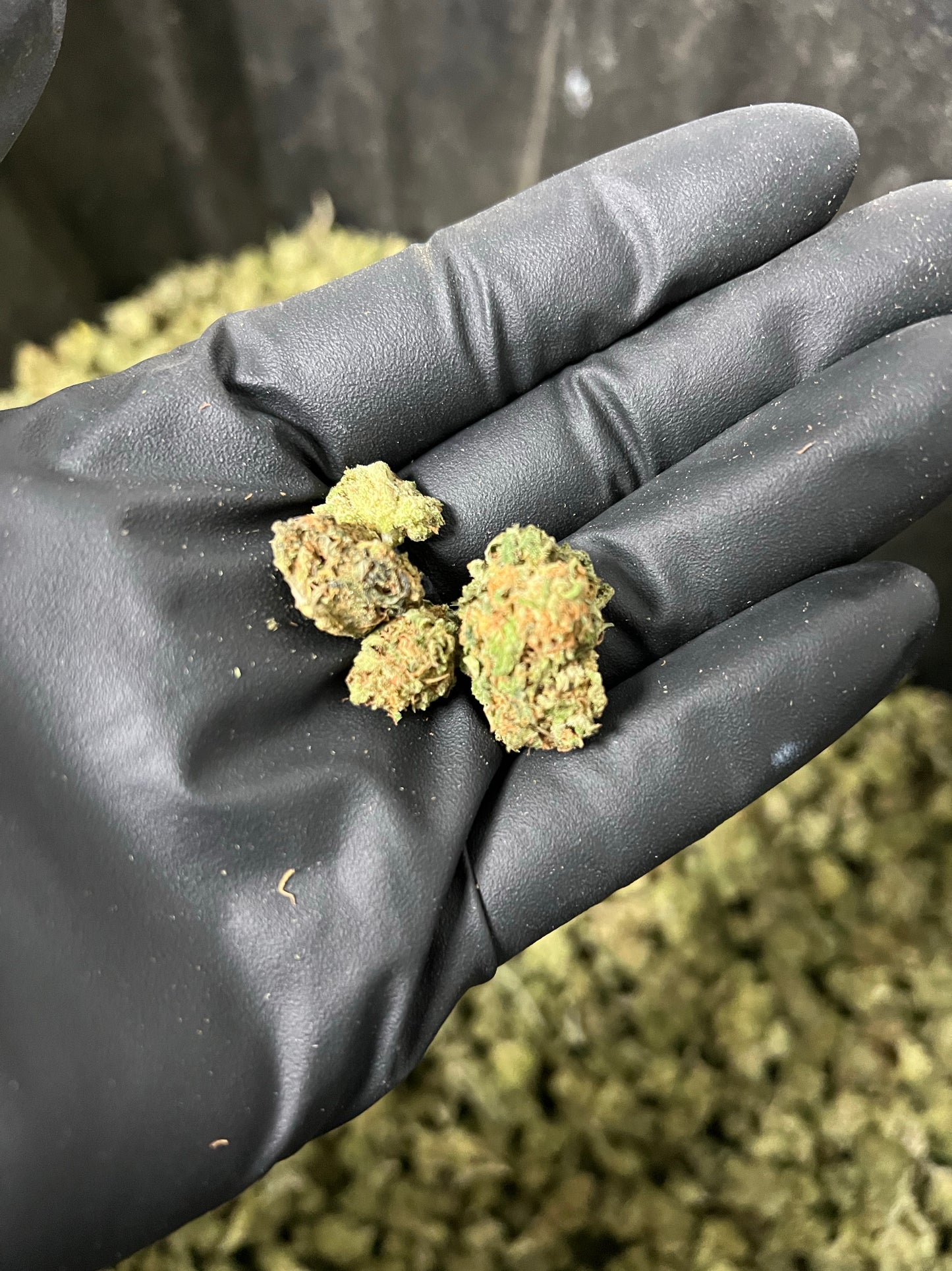 Suver Haze Smalls