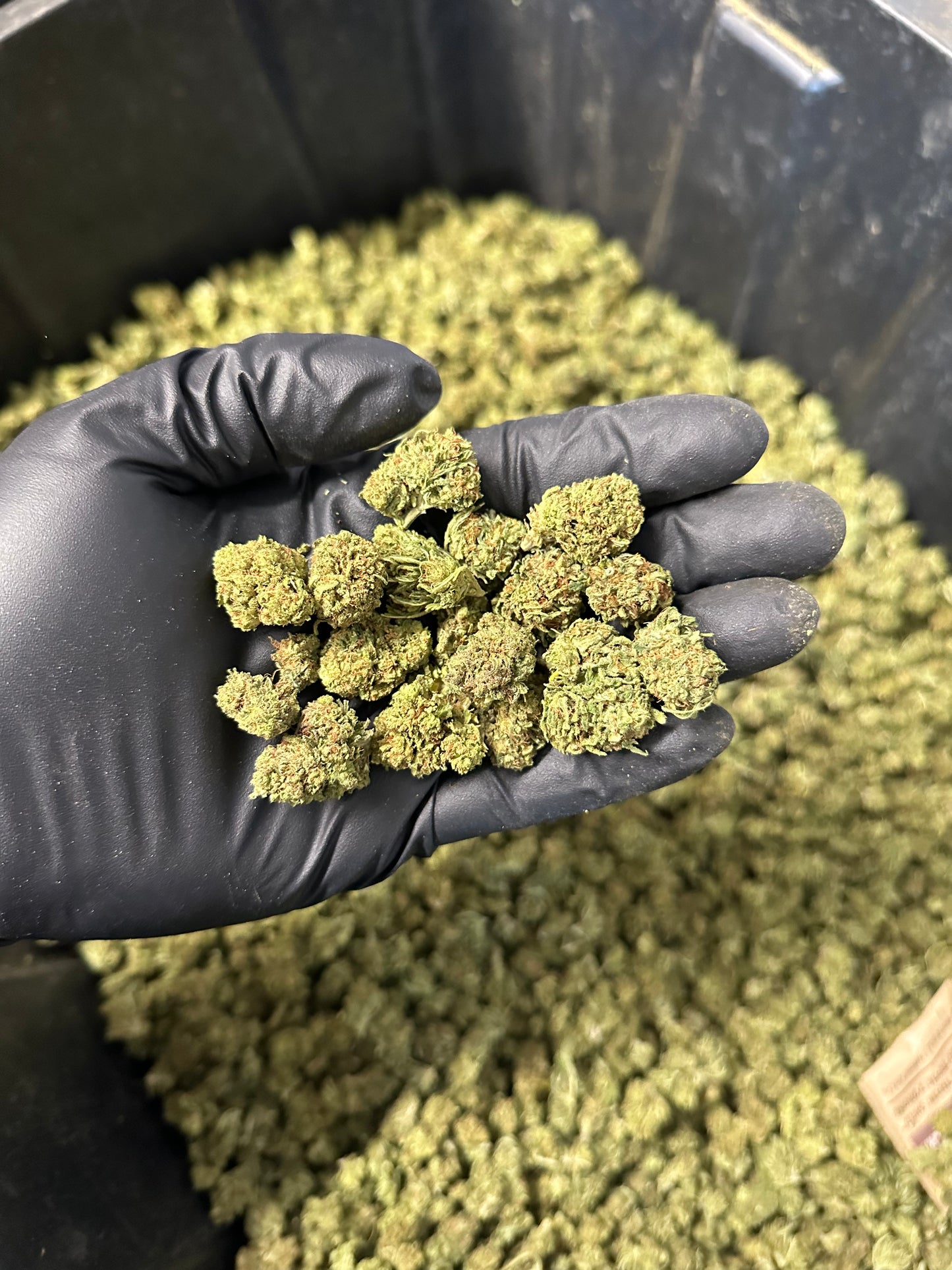 Maui Wowie Hemp Flower Smalls