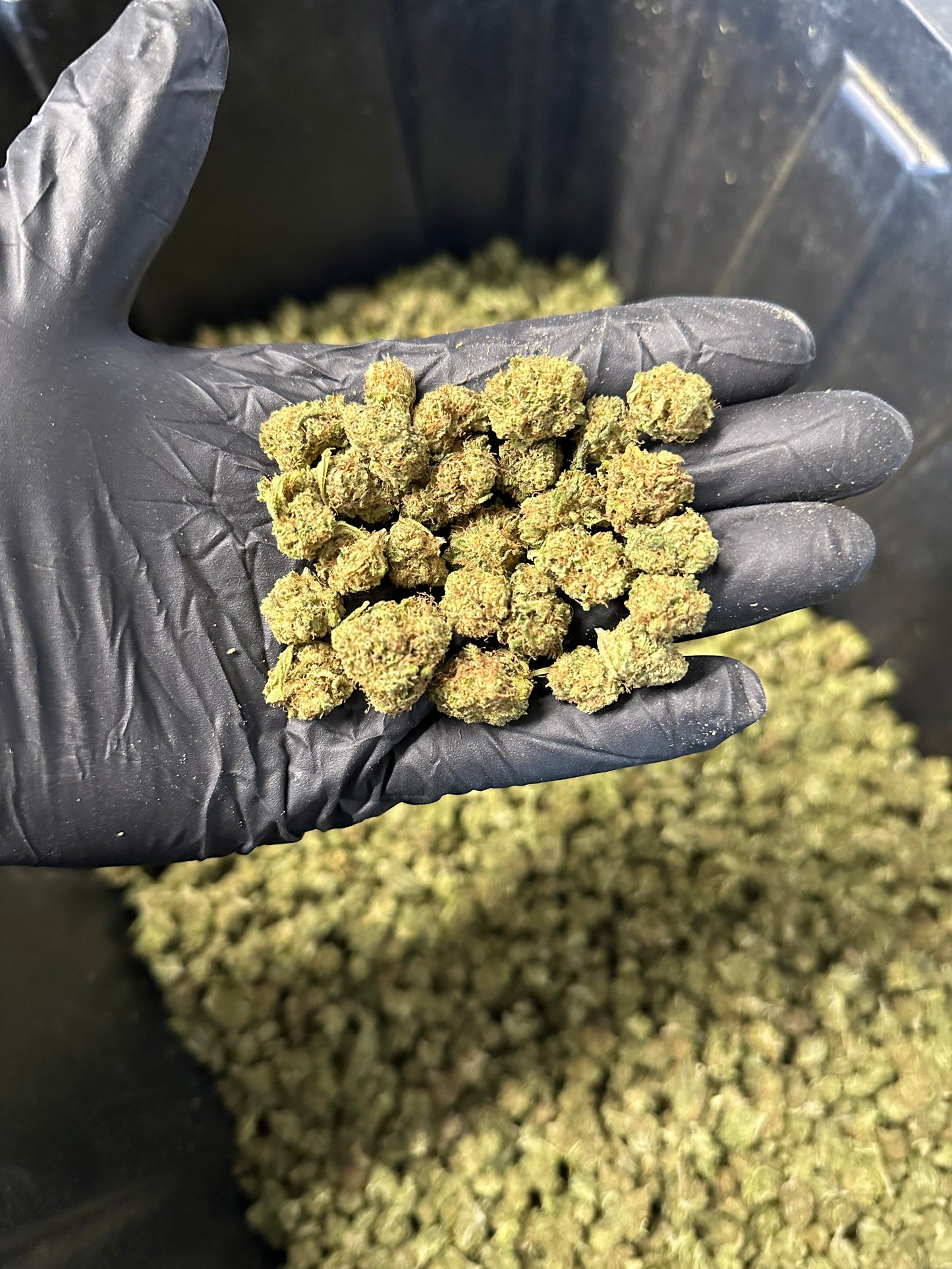 Lemon Tree Hemp Flower Smalls