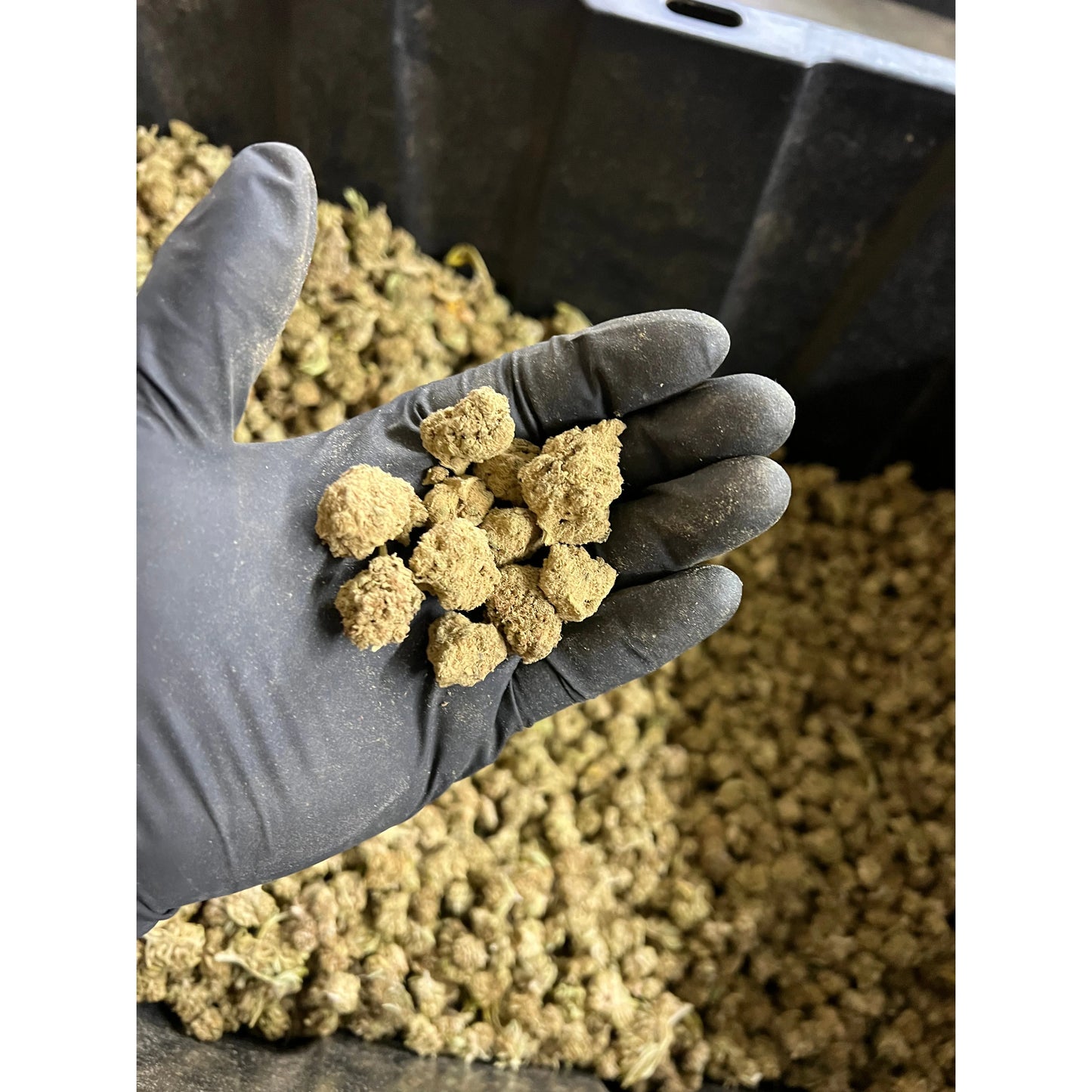 Shooting Stars Hemp Flower Smalls