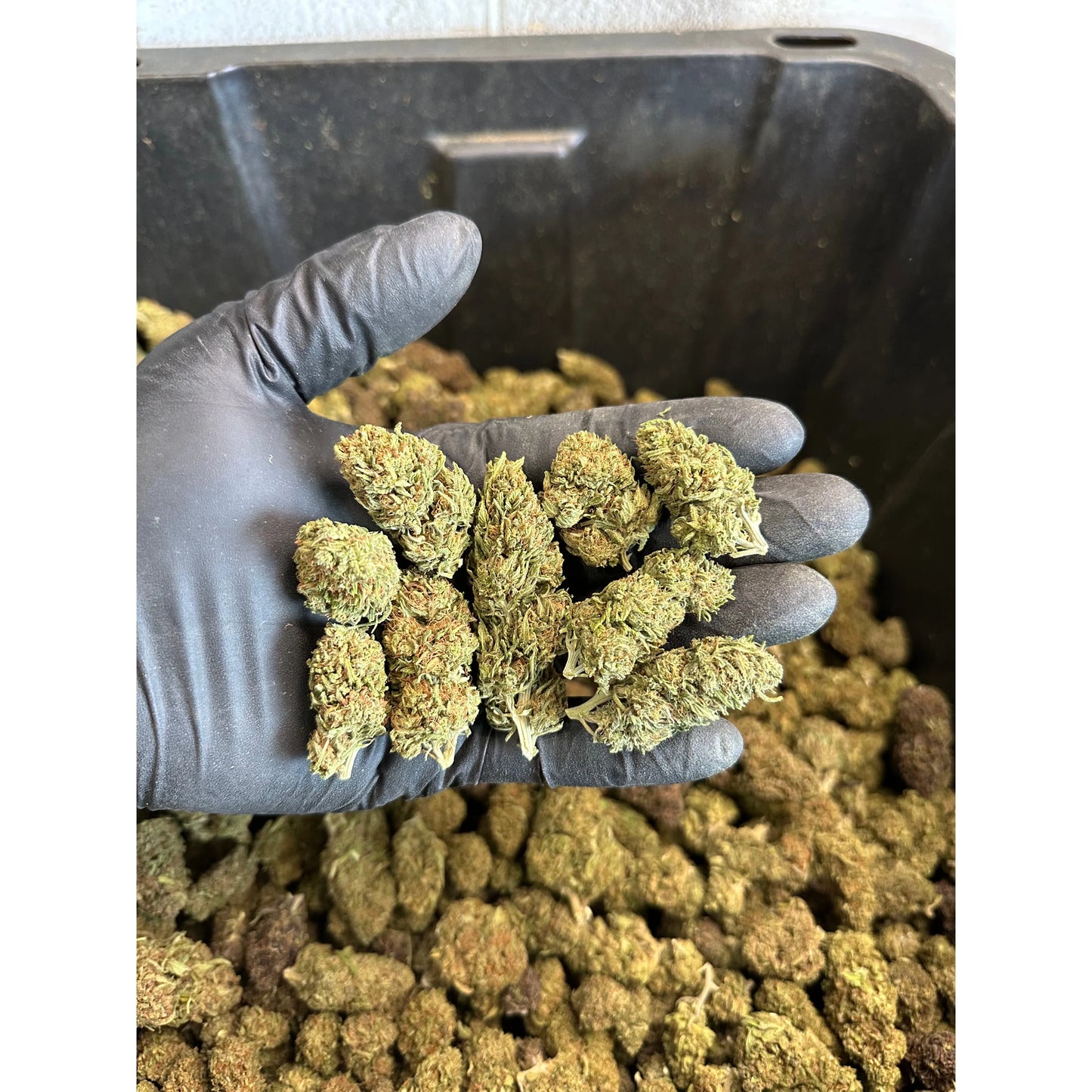 Chem Berry Hemp Flower