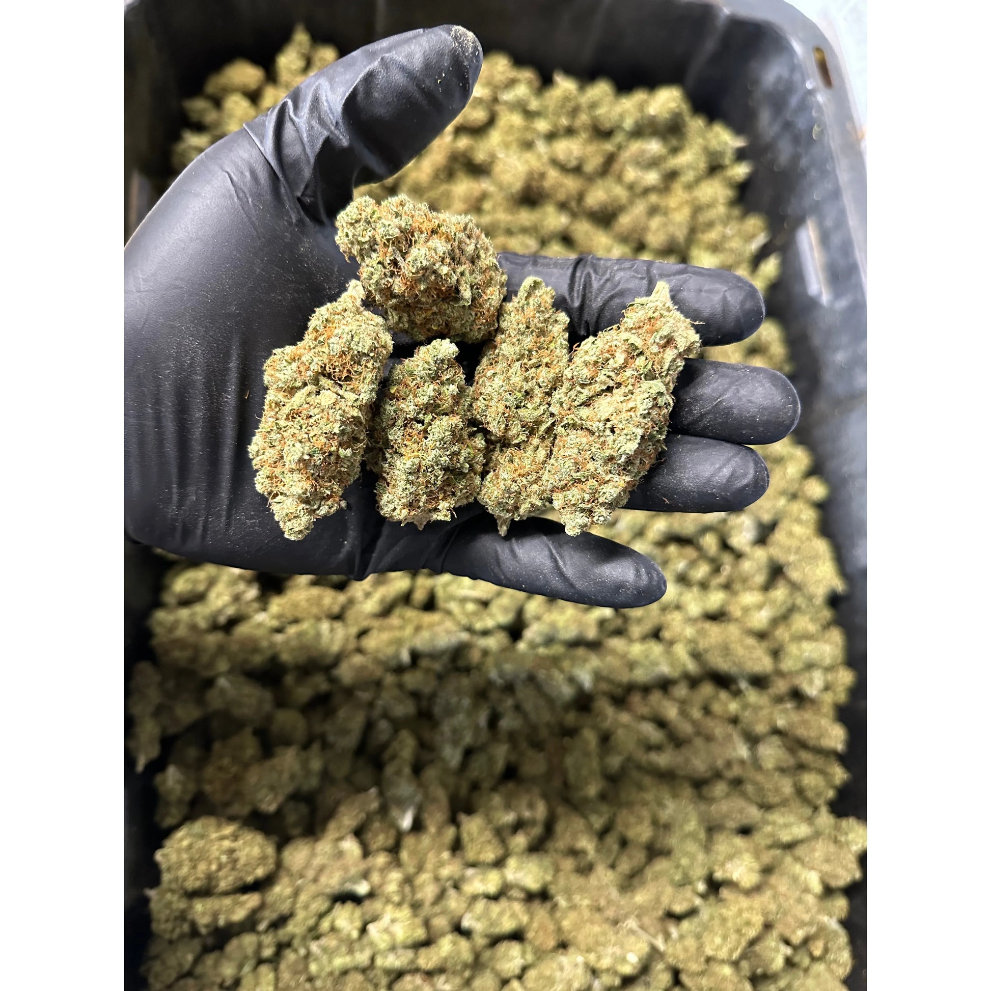 Indoor Lemoncello Hemp Flower