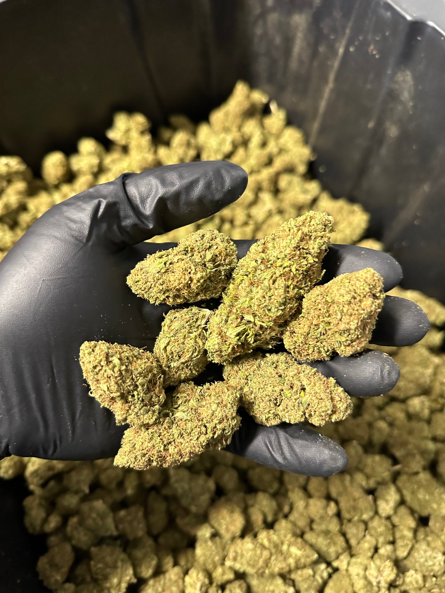 Lemon Tree Hemp Flower
