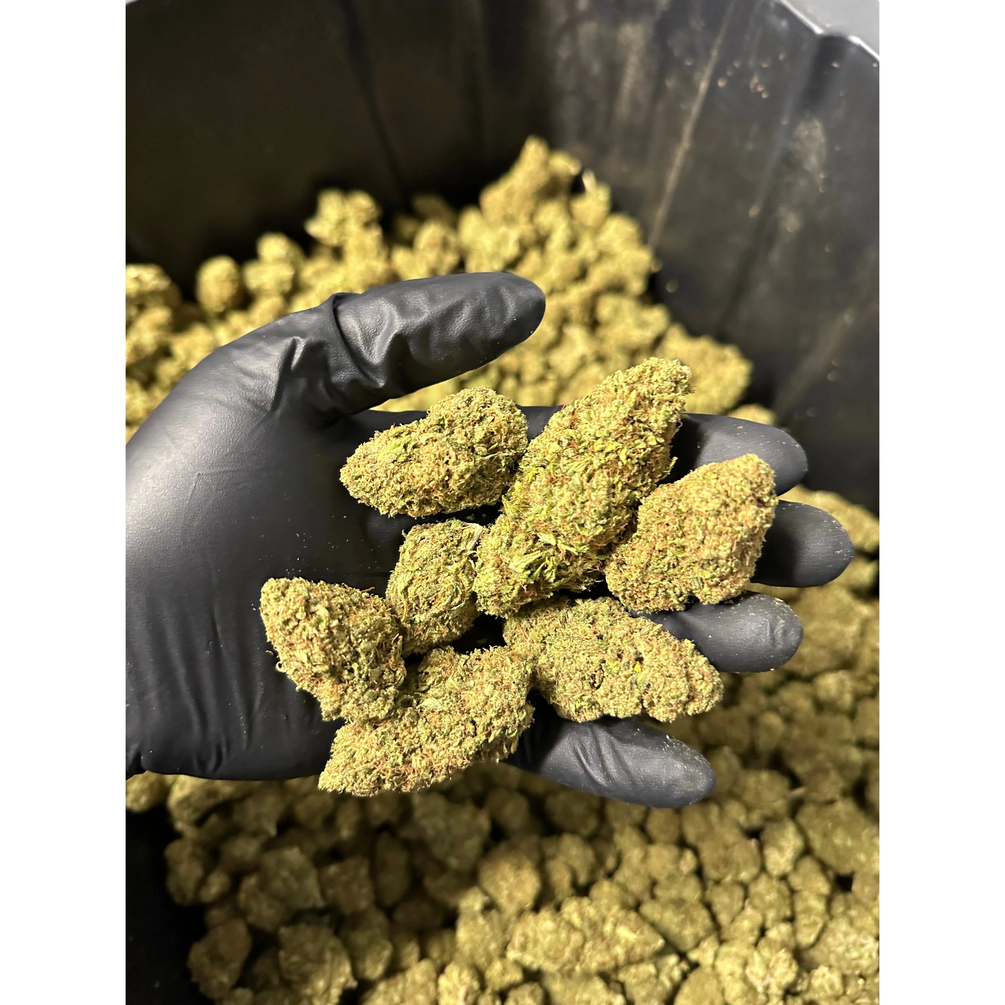 Lemon Tree Hemp Flower