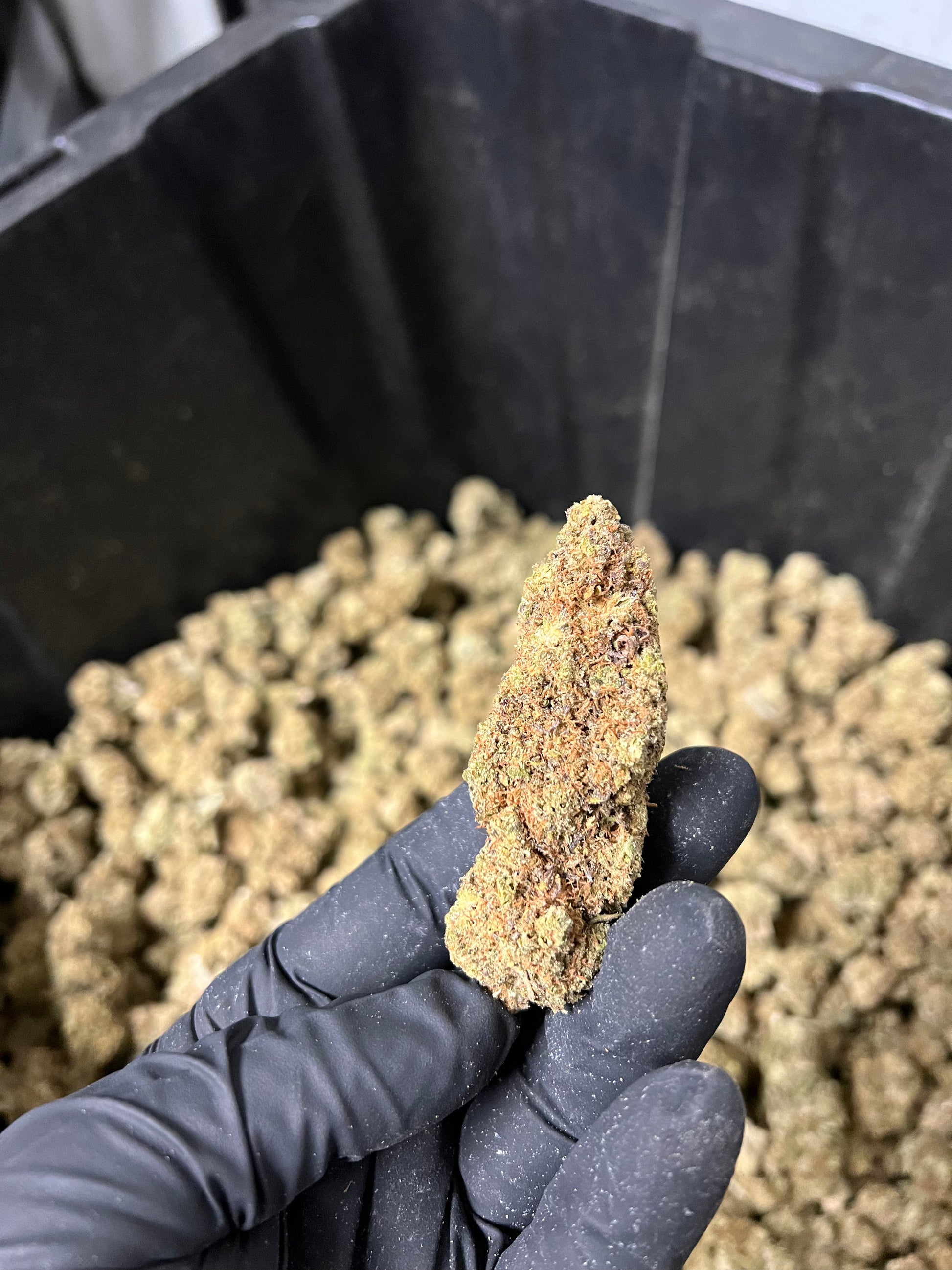 Indoor Hemp Flower