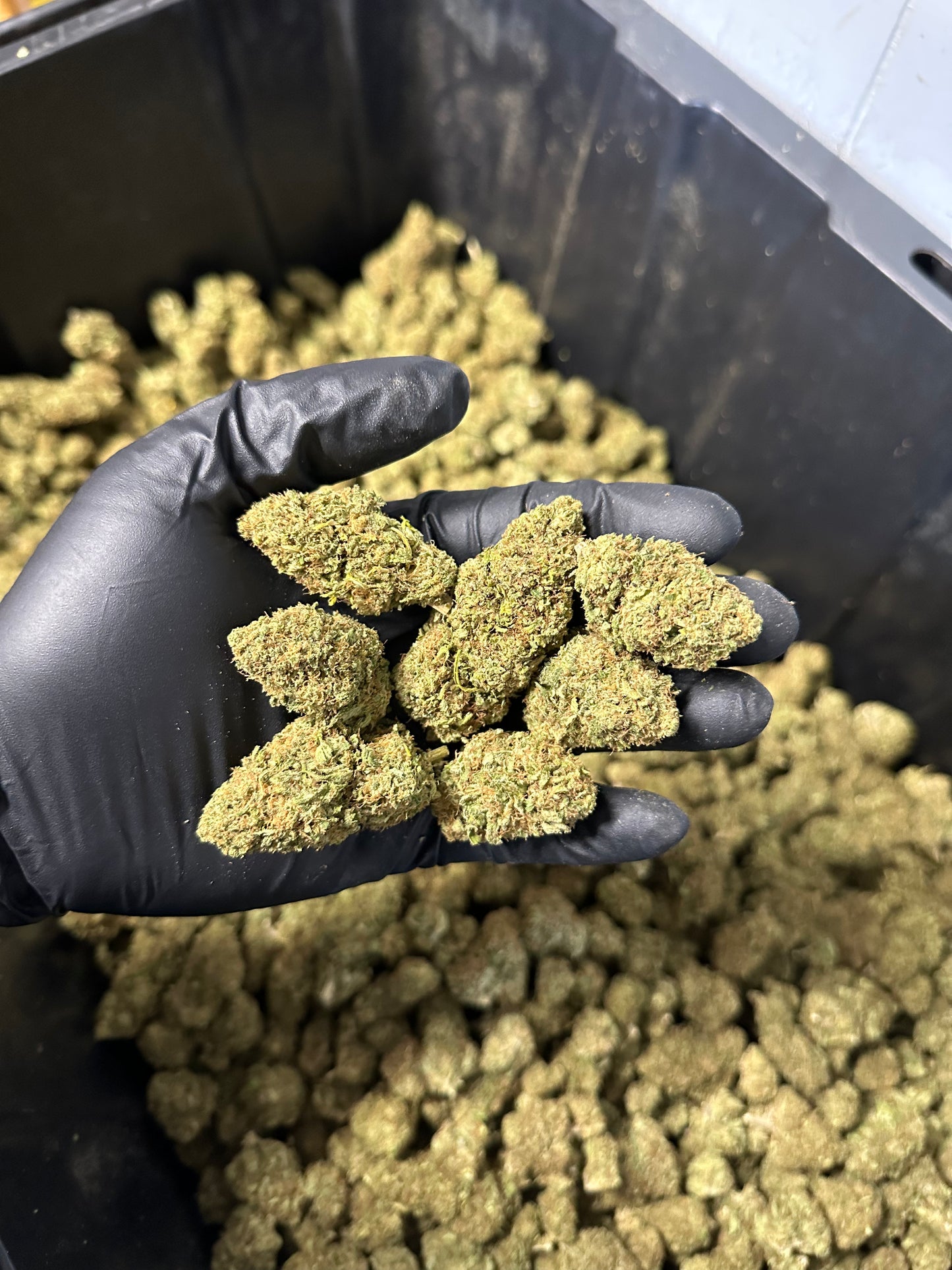 Lemon Tree Hemp Flower