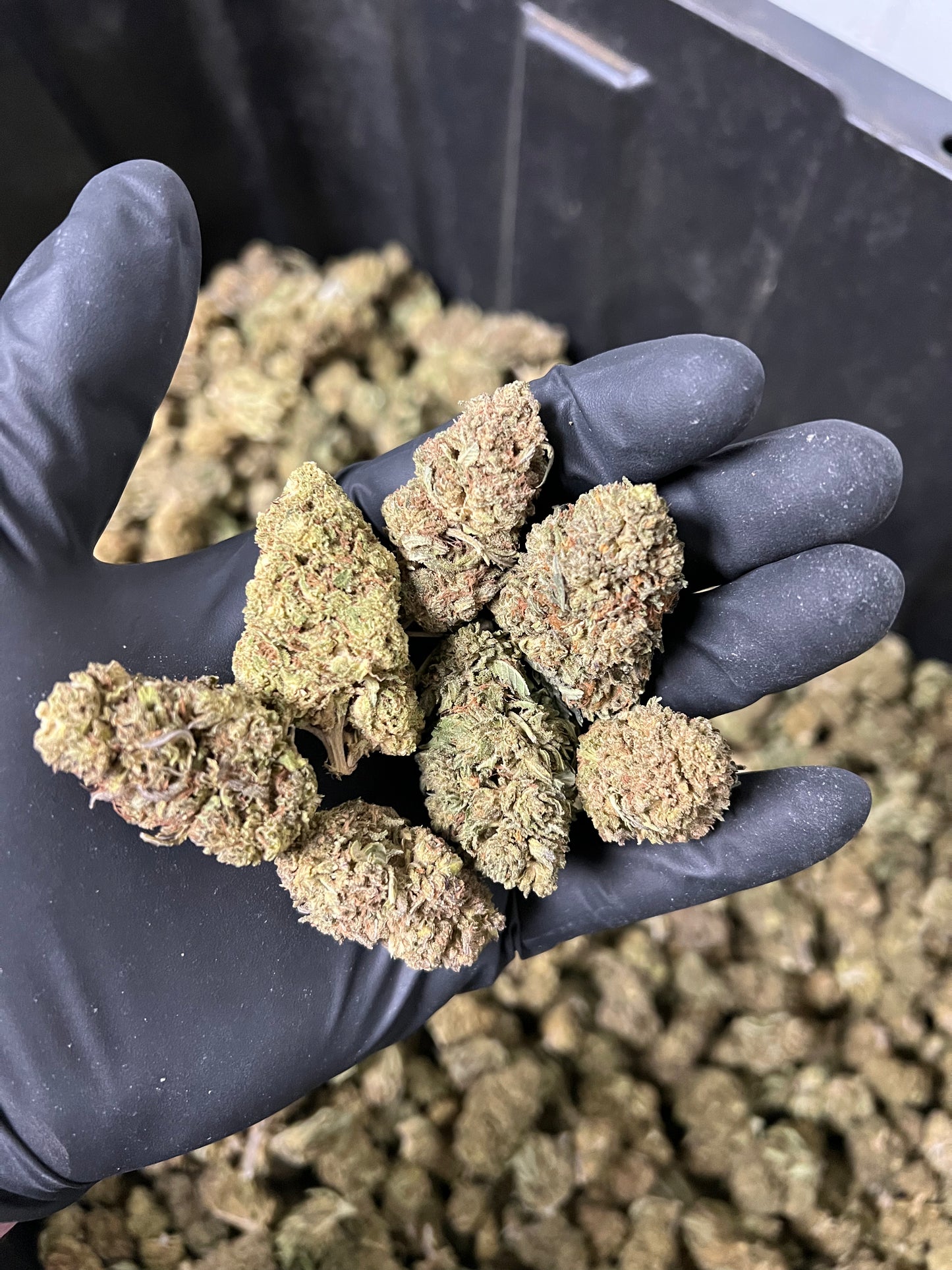 The Wife Hemp Flower