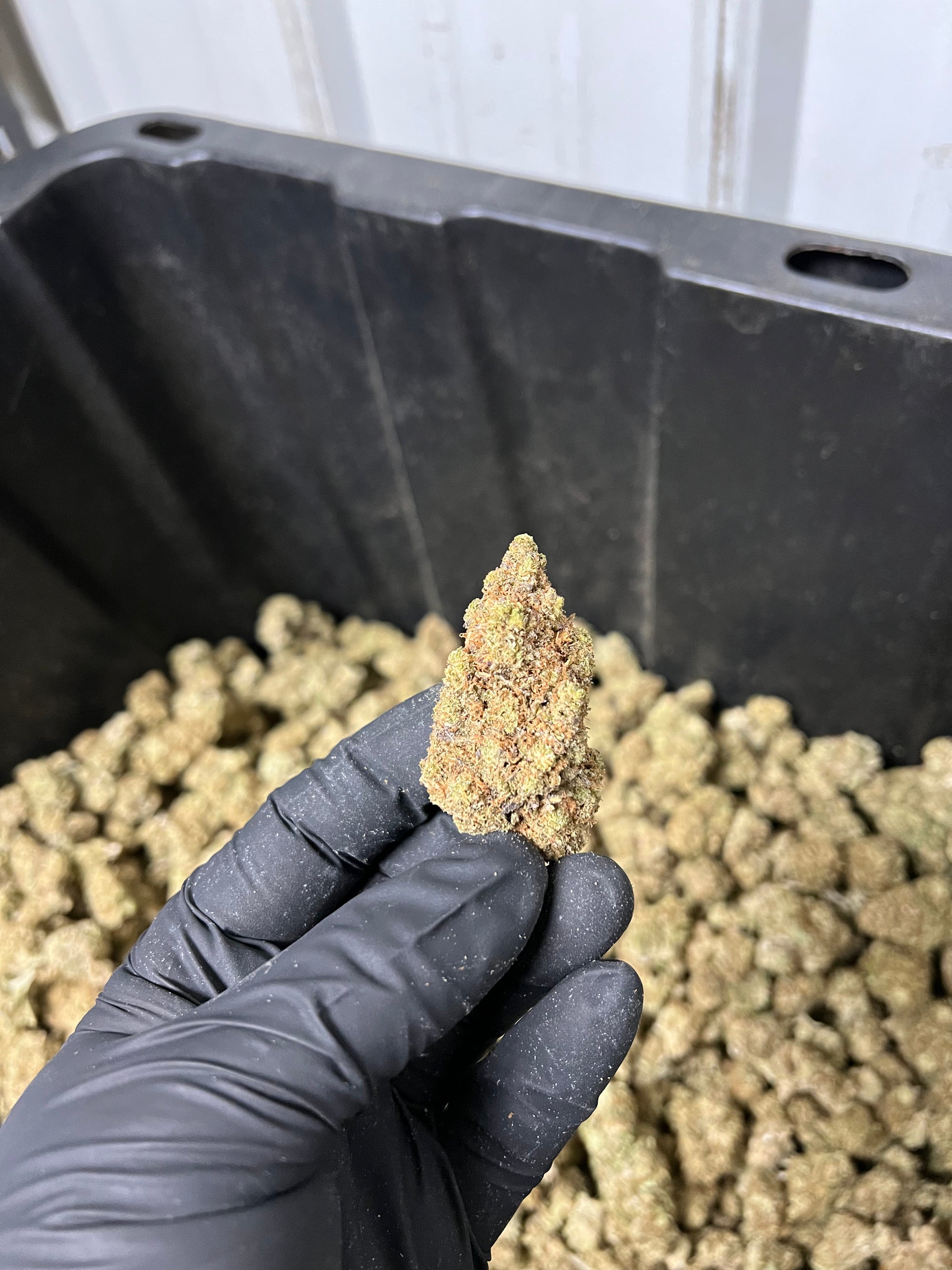 Indoor Hemp Flower