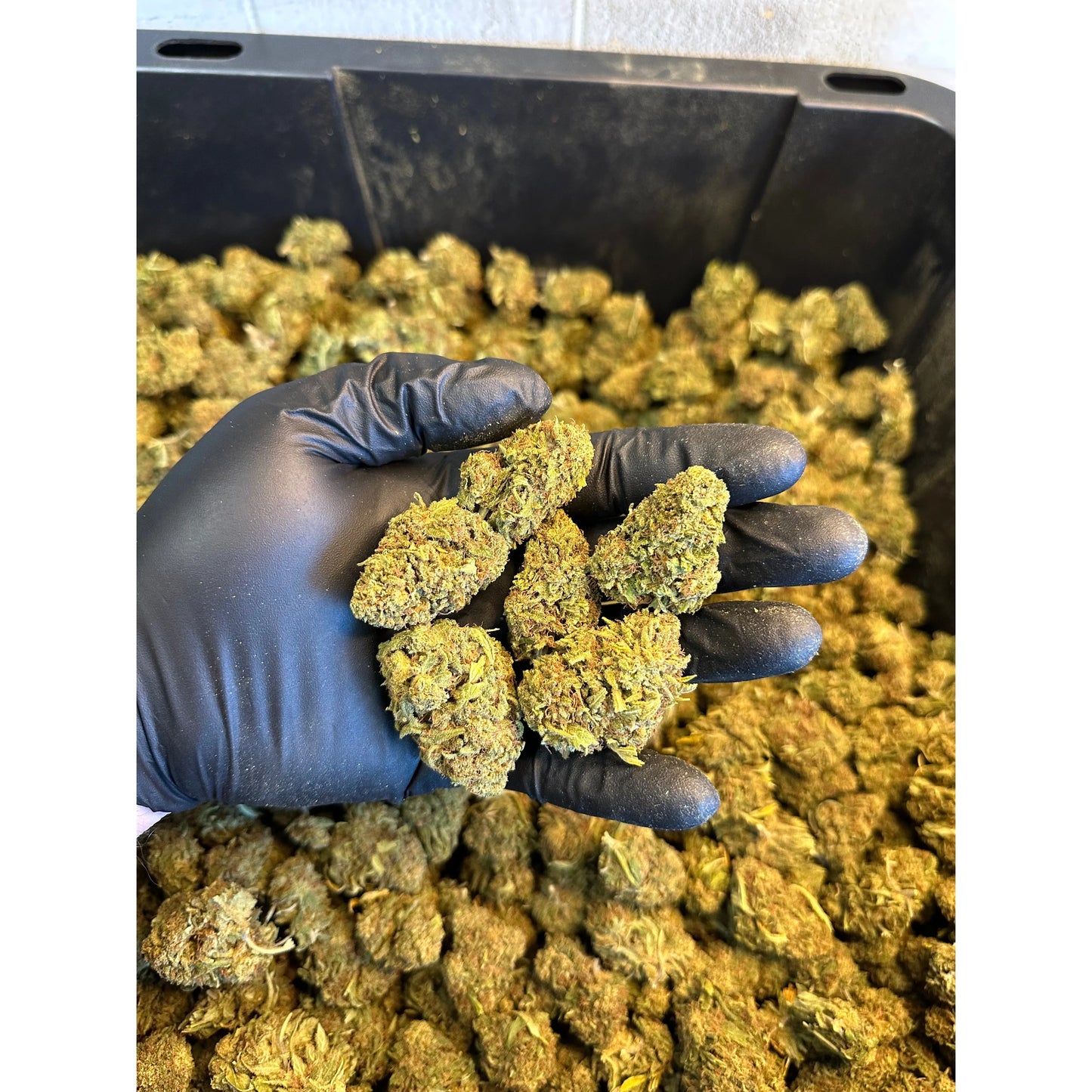 Hawaiian Haze Hemp Flower