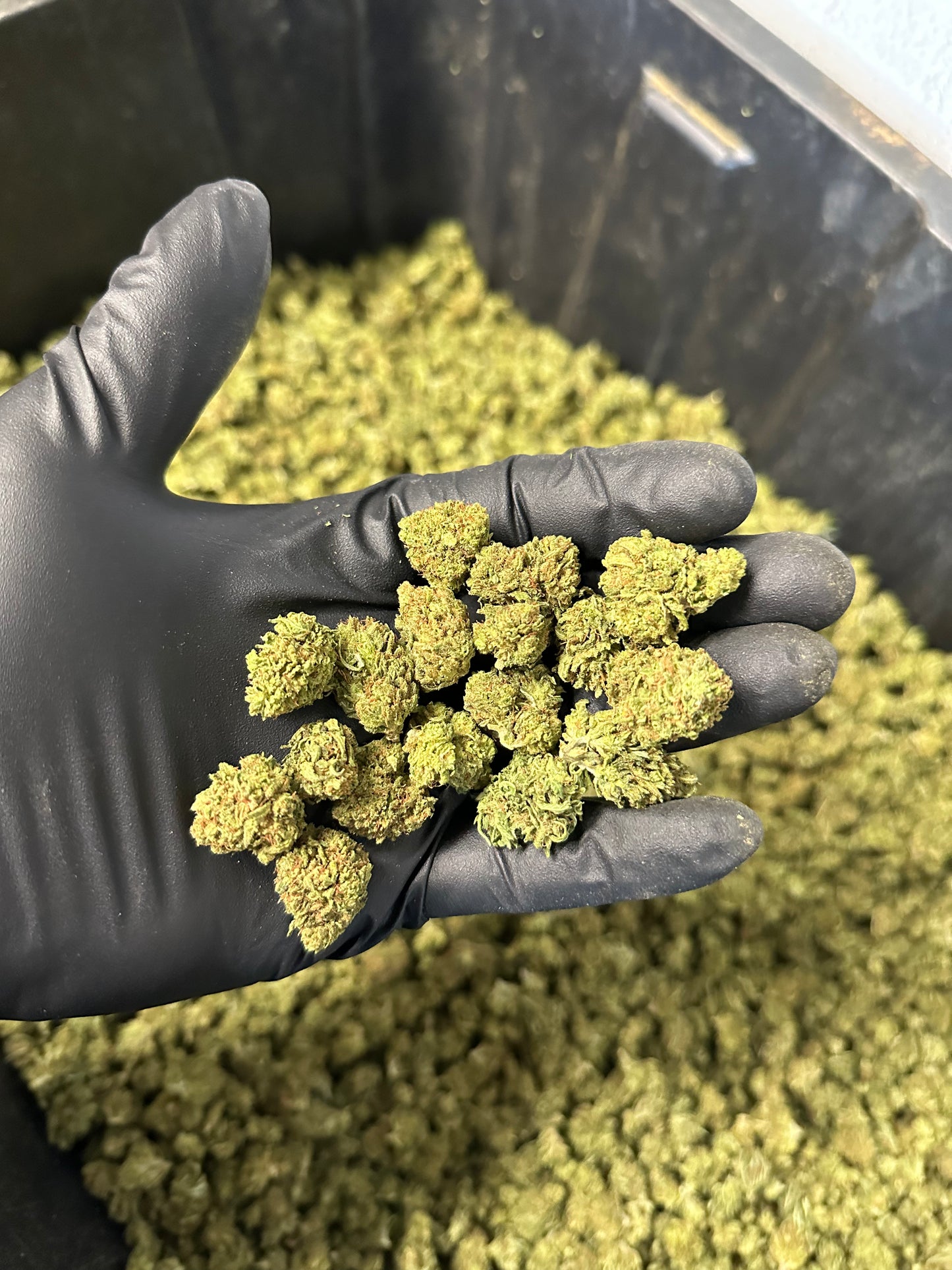 Maui Wowie Hemp Flower Smalls