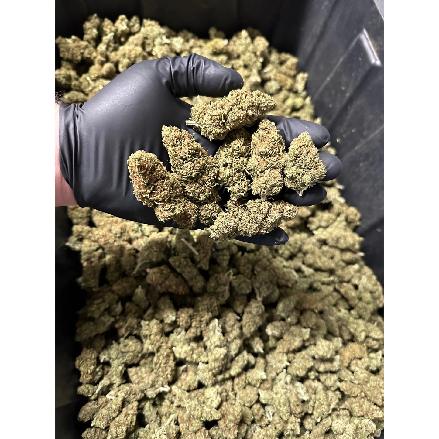 Cake Berry Hemp Flower