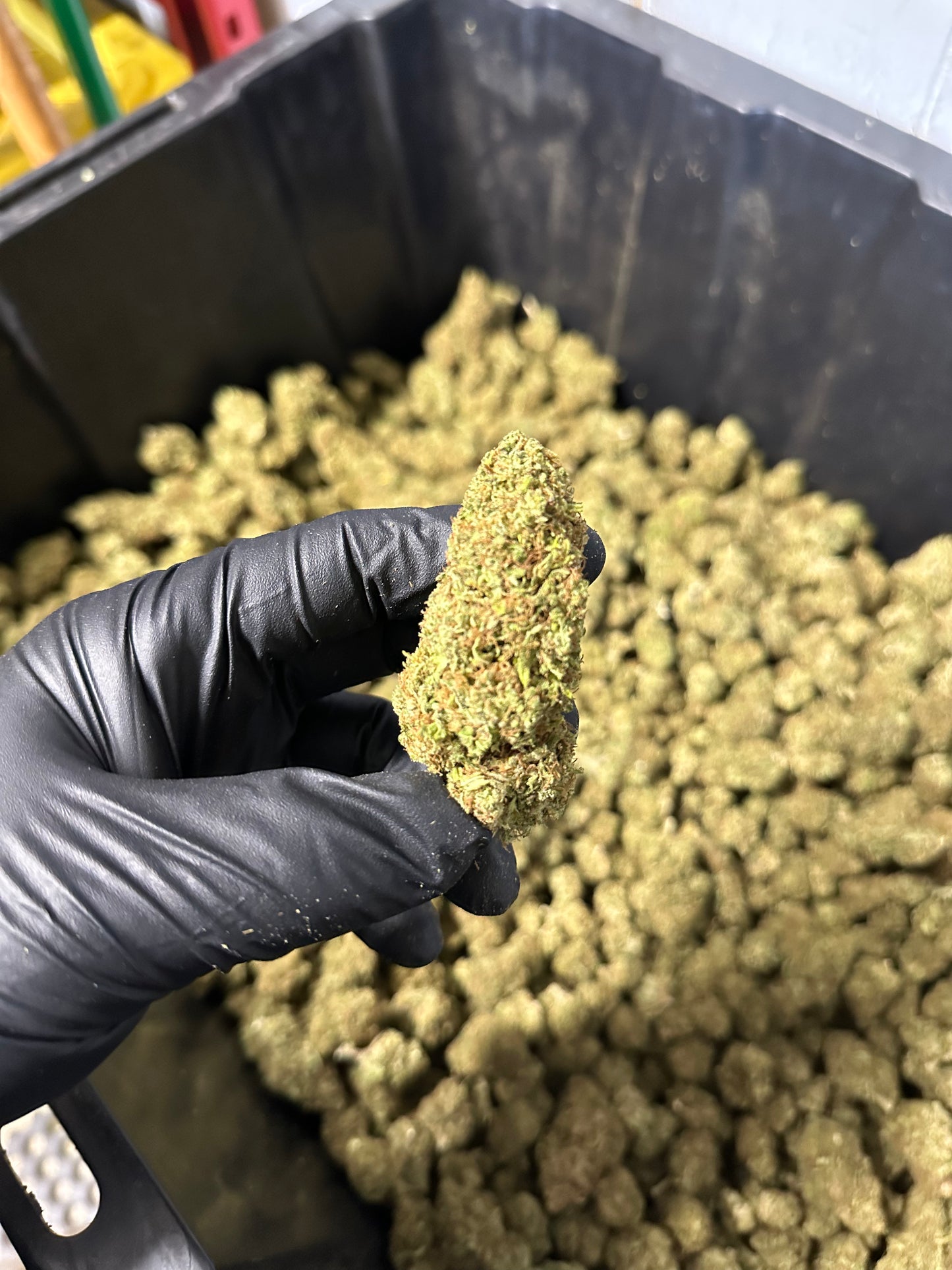 Lemon Tree Hemp Flower