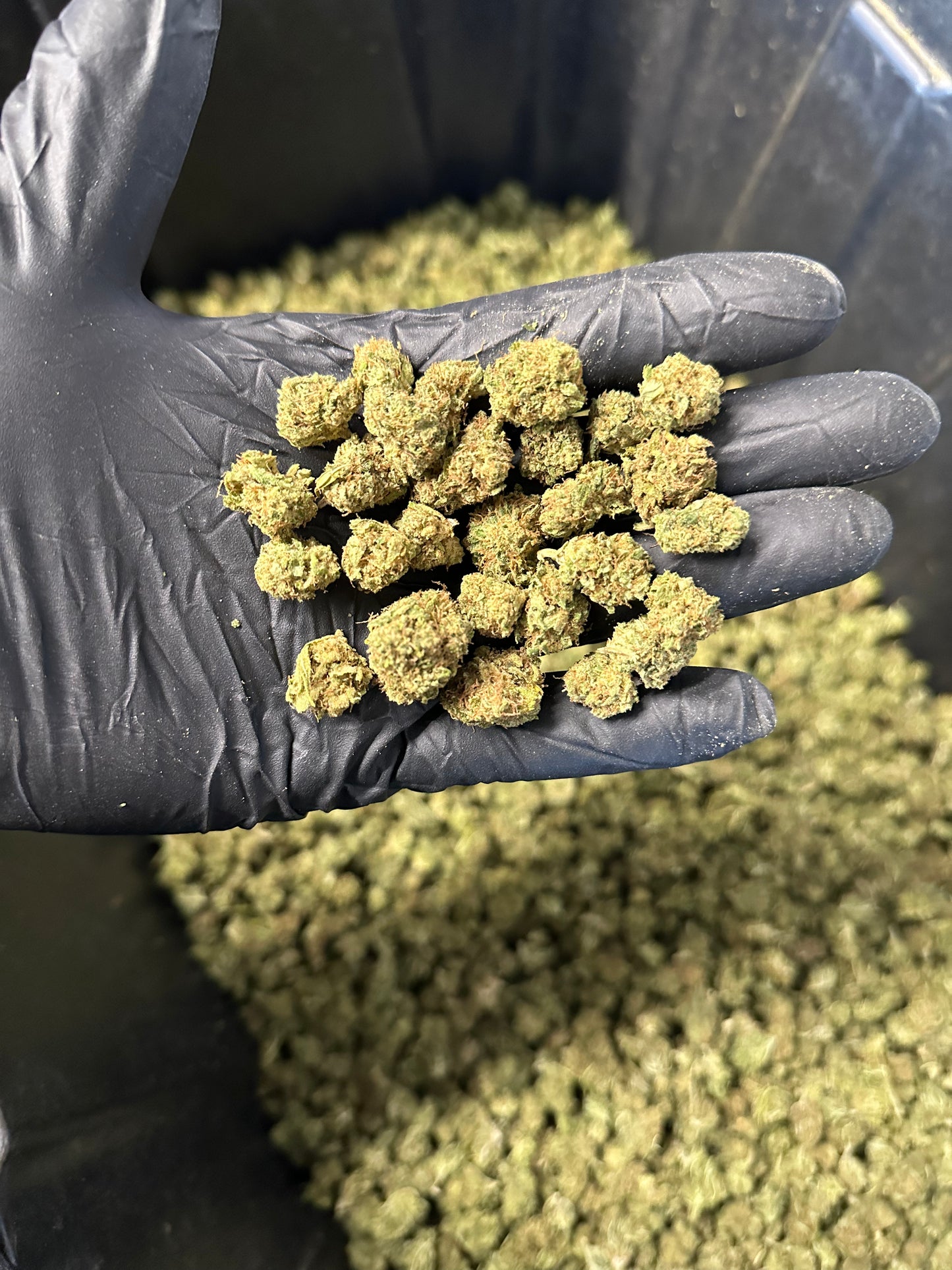 Lemon Tree Hemp Flower Smalls