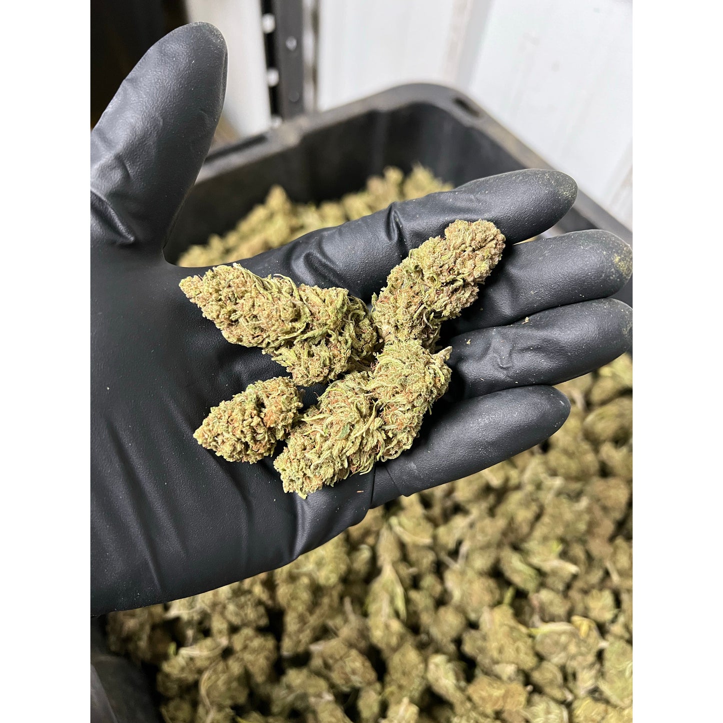 Creamsicle Hemp Flower