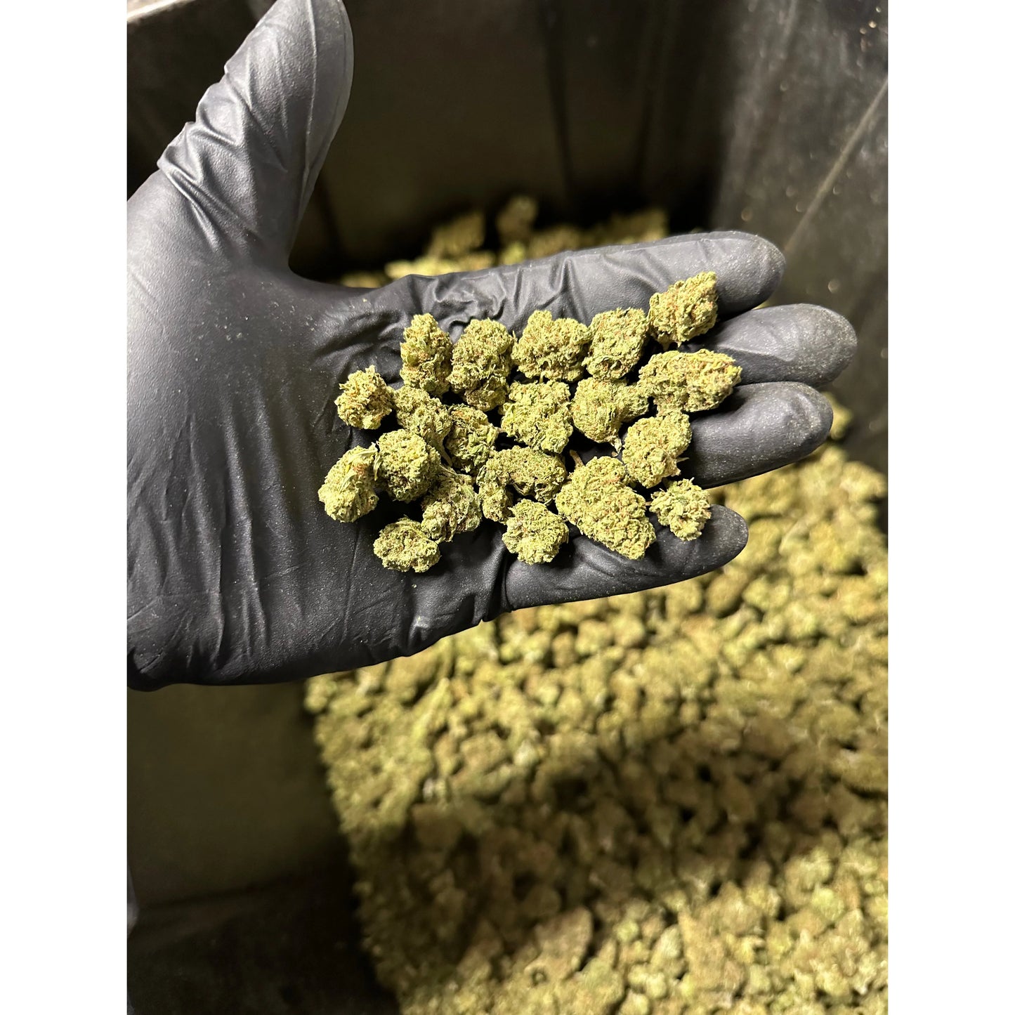 Green Crack Hemp Flower Smalls
