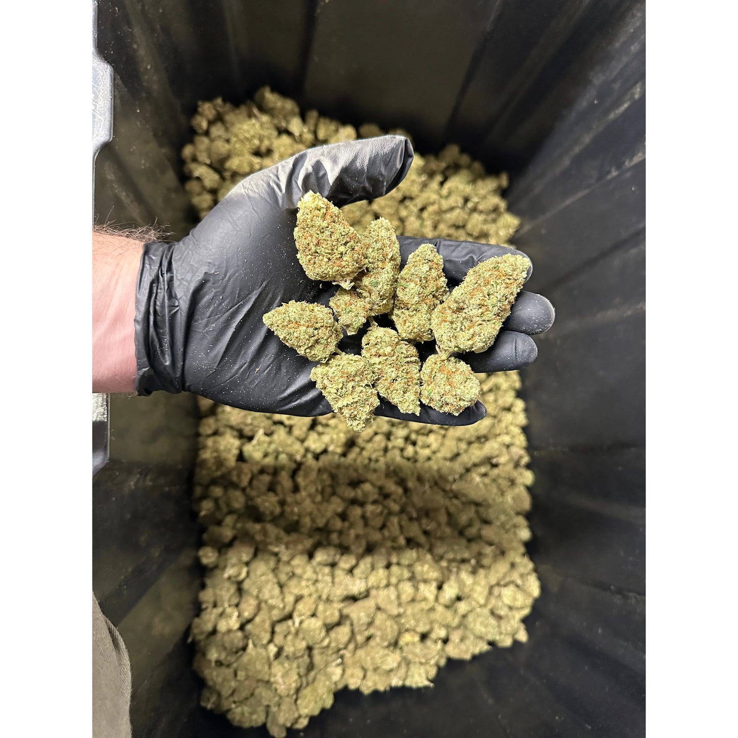 Indoor Sour Blueberries Hemp Flower
