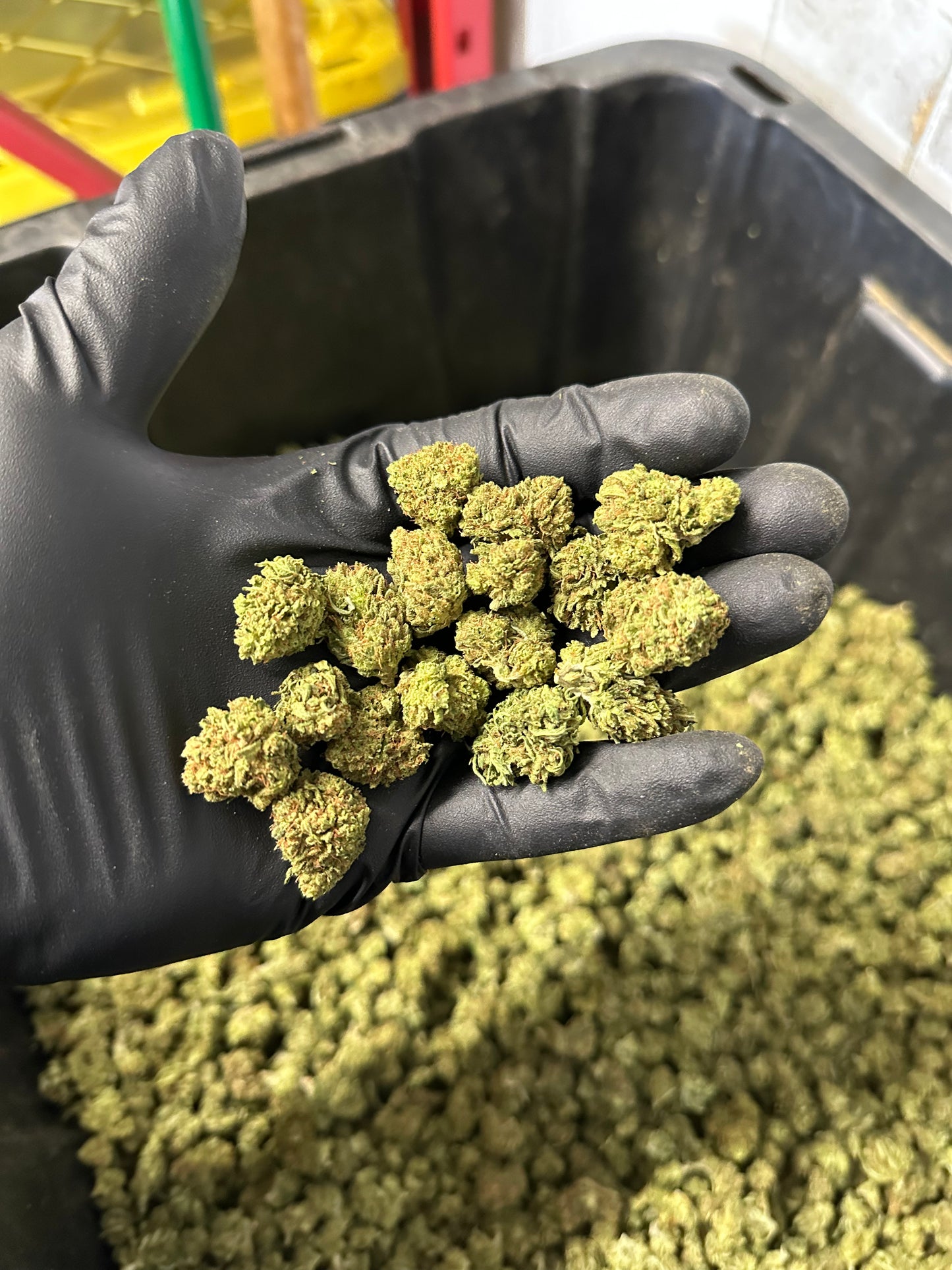 Maui Wowie Hemp Flower Smalls