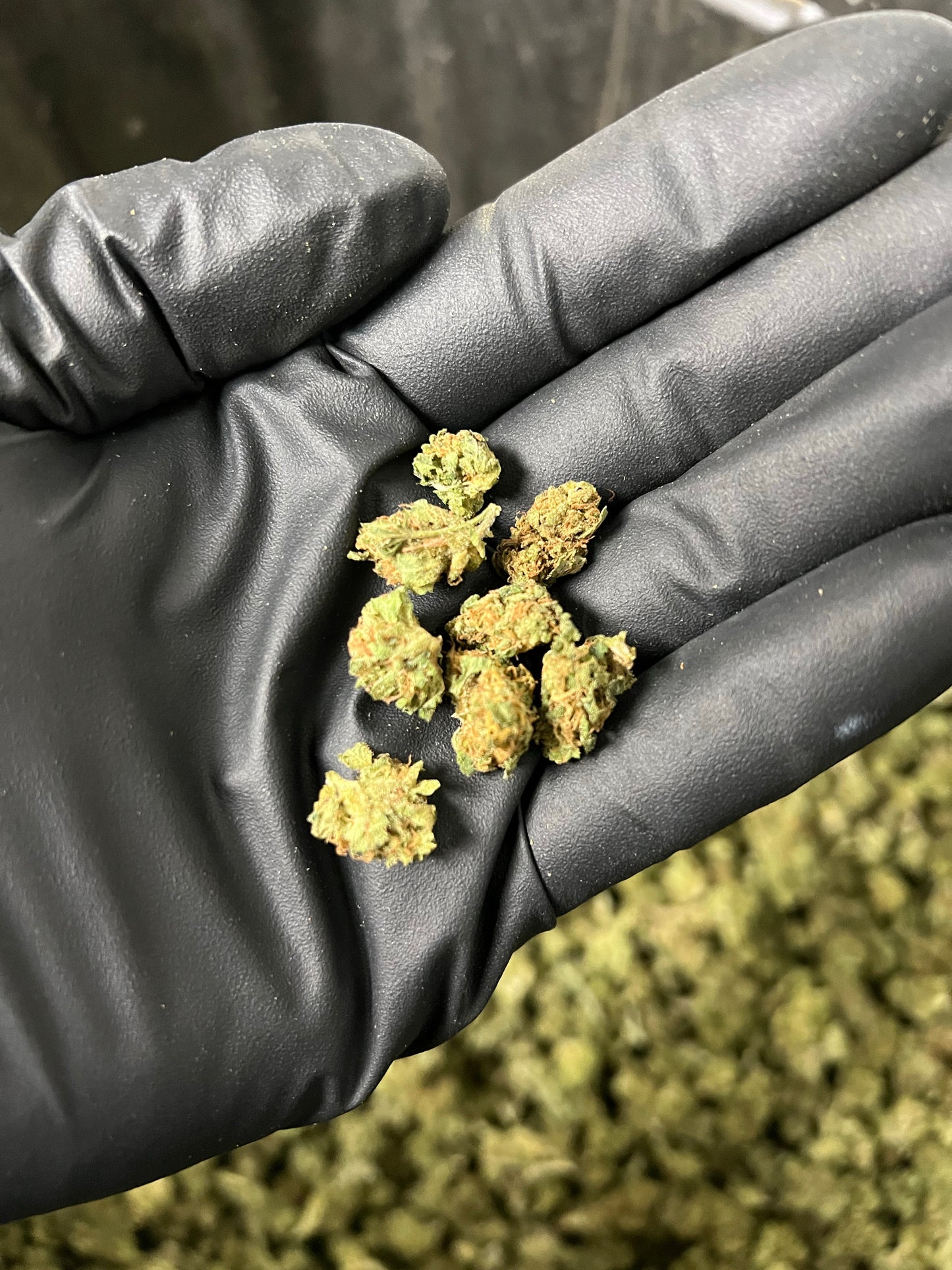 Suver Haze Smalls