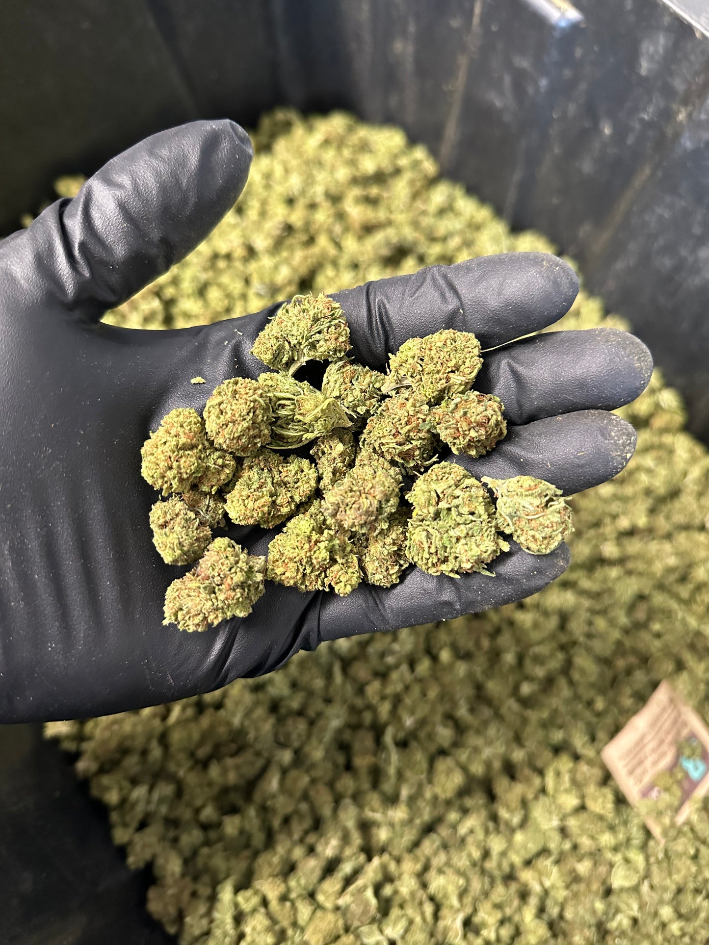 Maui Wowie Hemp Flower Smalls