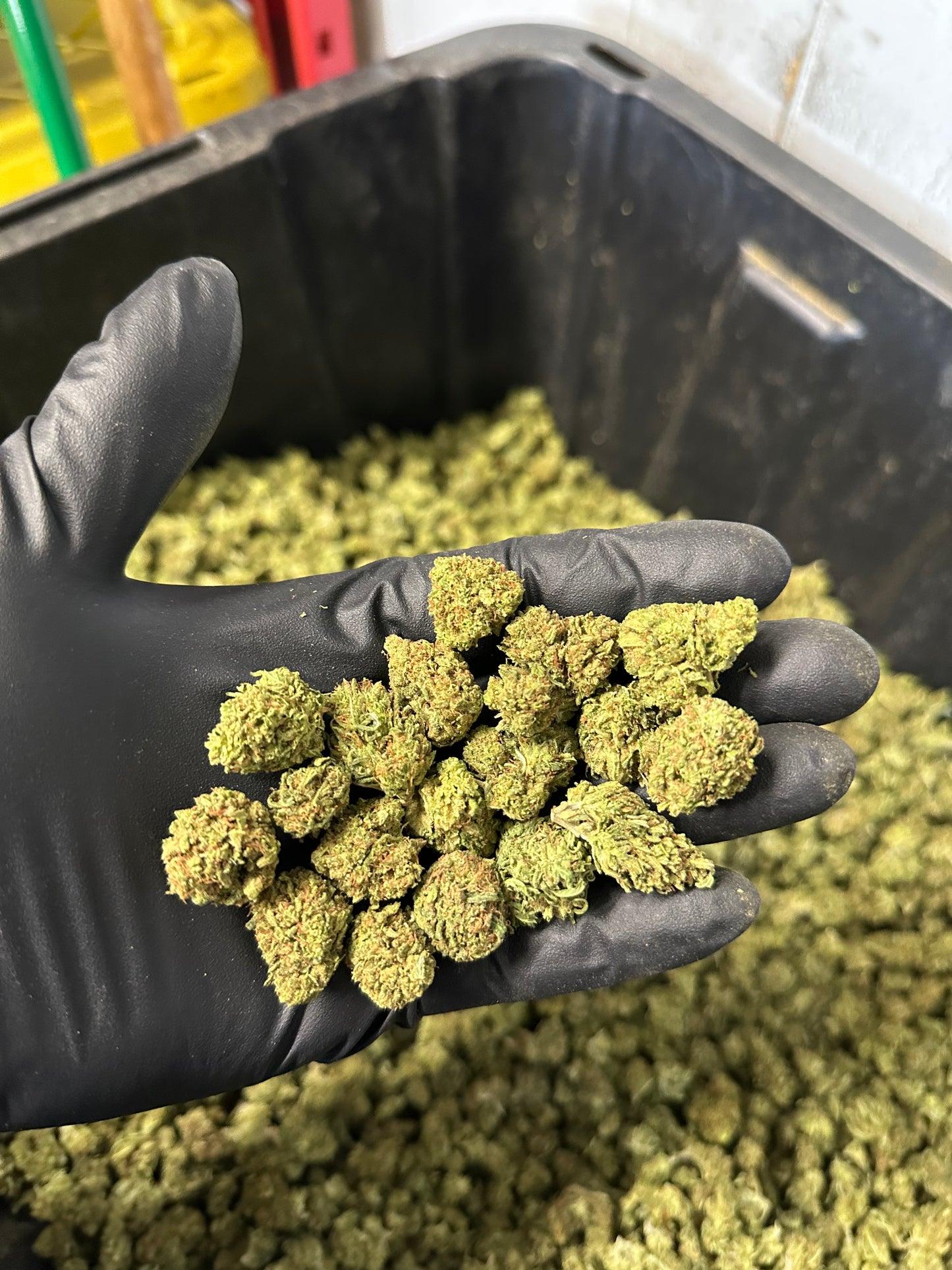 Maui Wowie Hemp Flower Smalls
