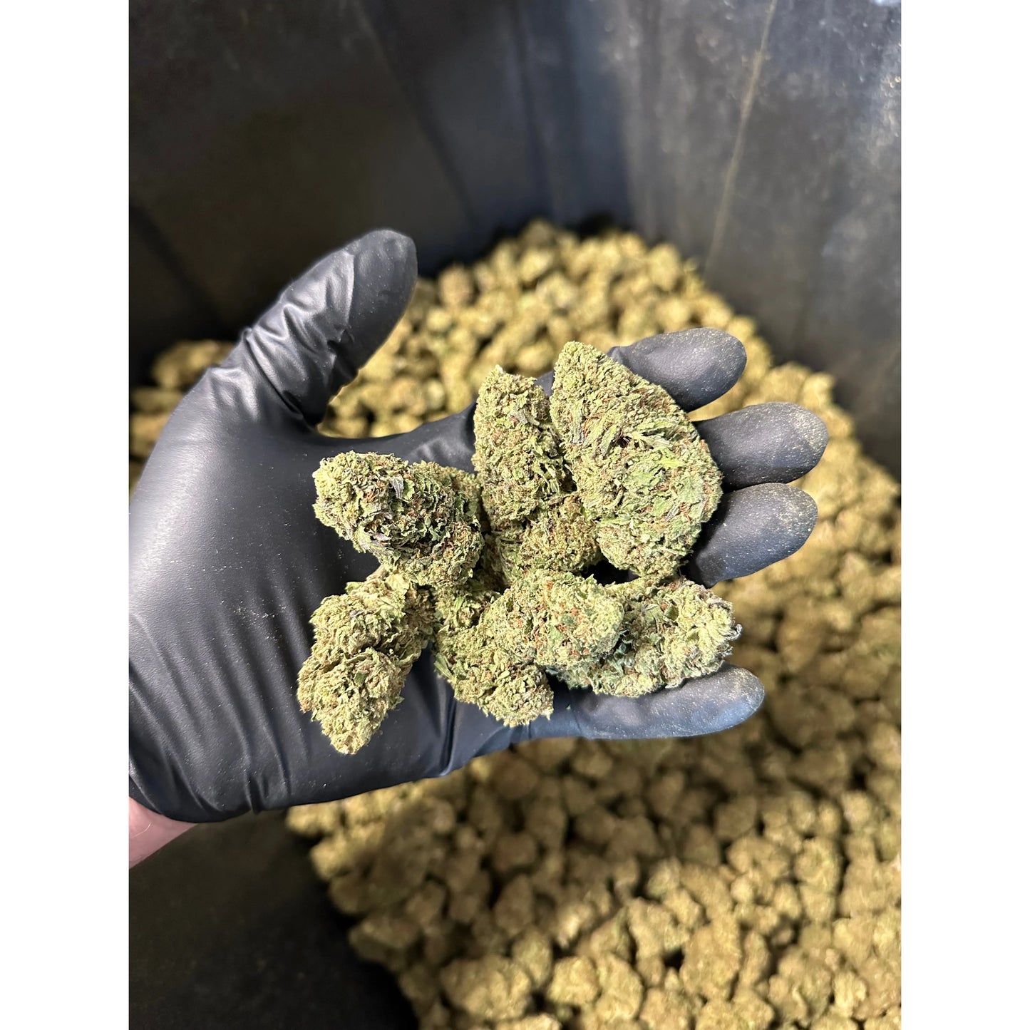 Casino Cookies Hemp Flower