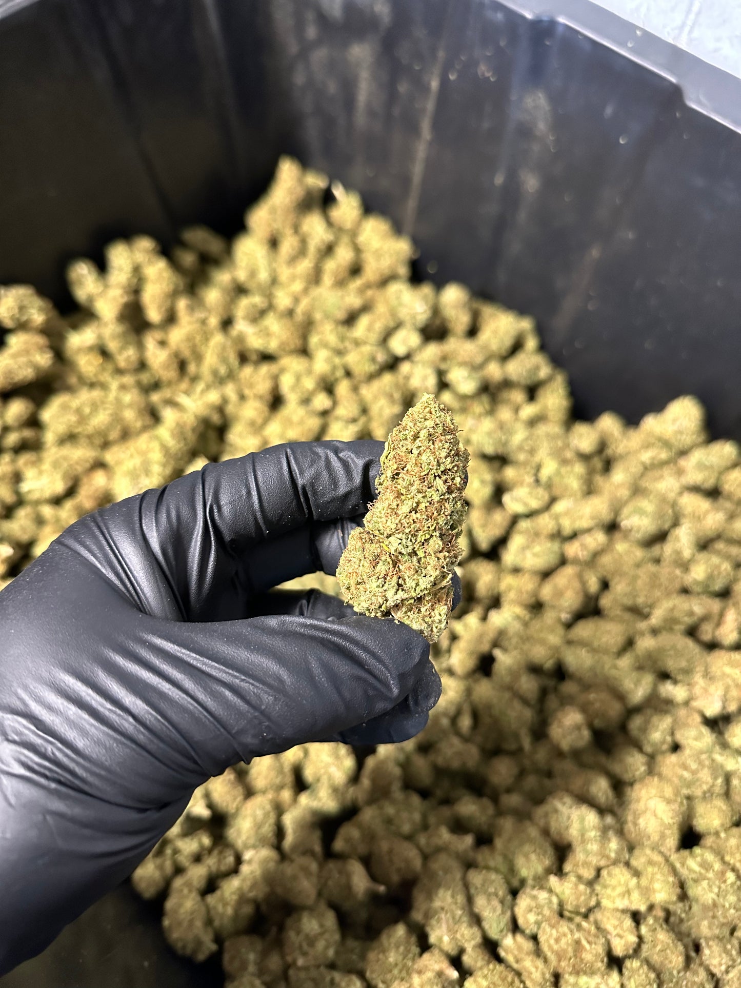 Lemon Tree Hemp Flower