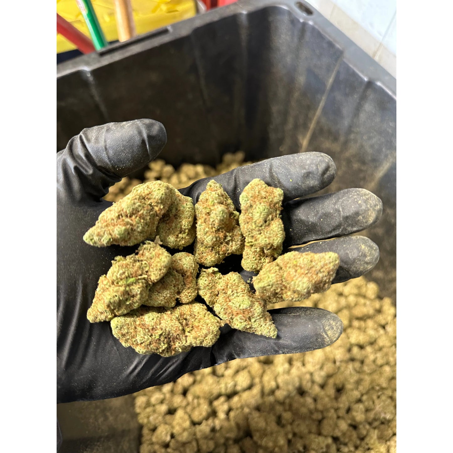 Indoor Blue Cheese Hemp Flower