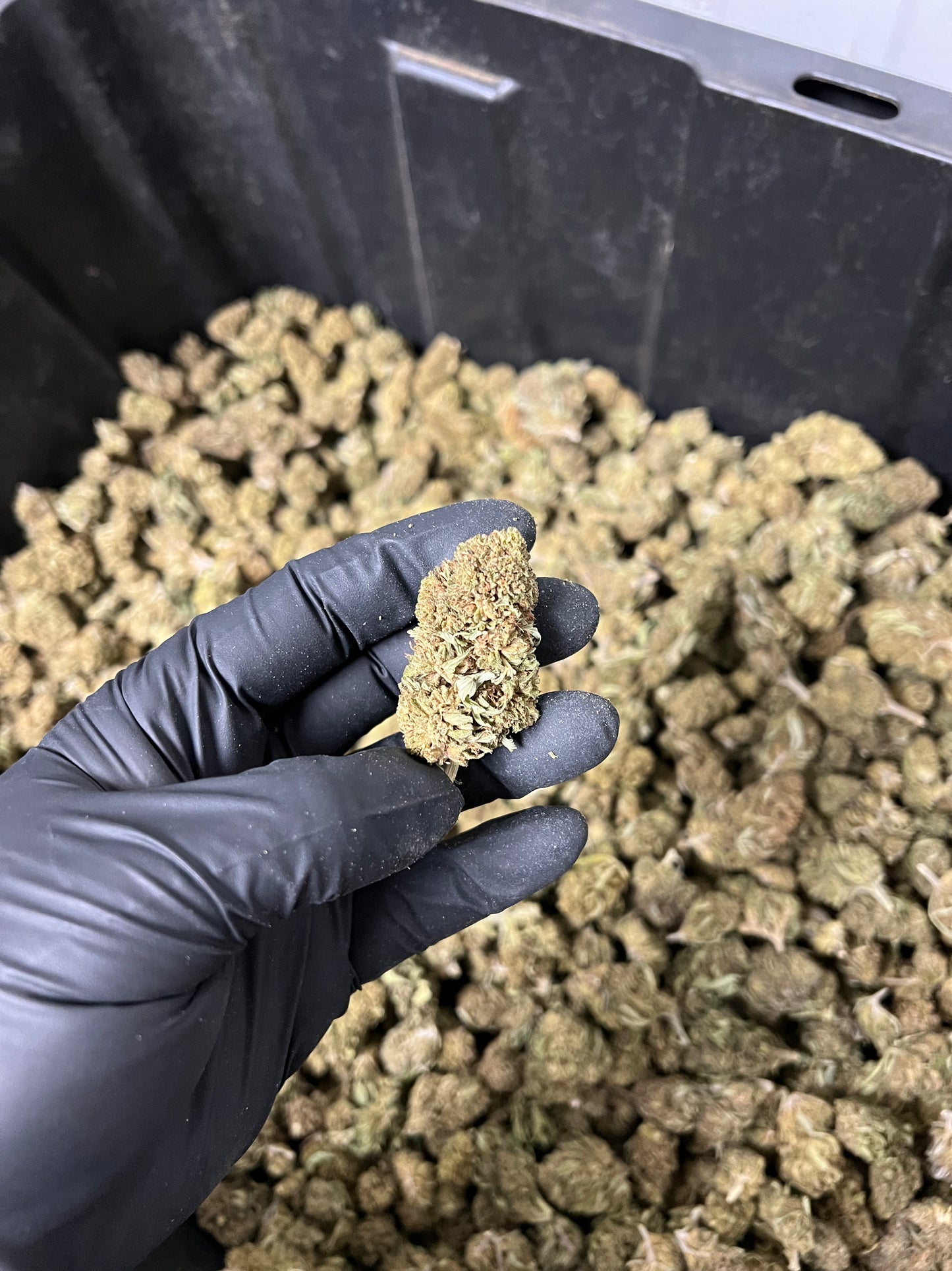The Wife Hemp Flower