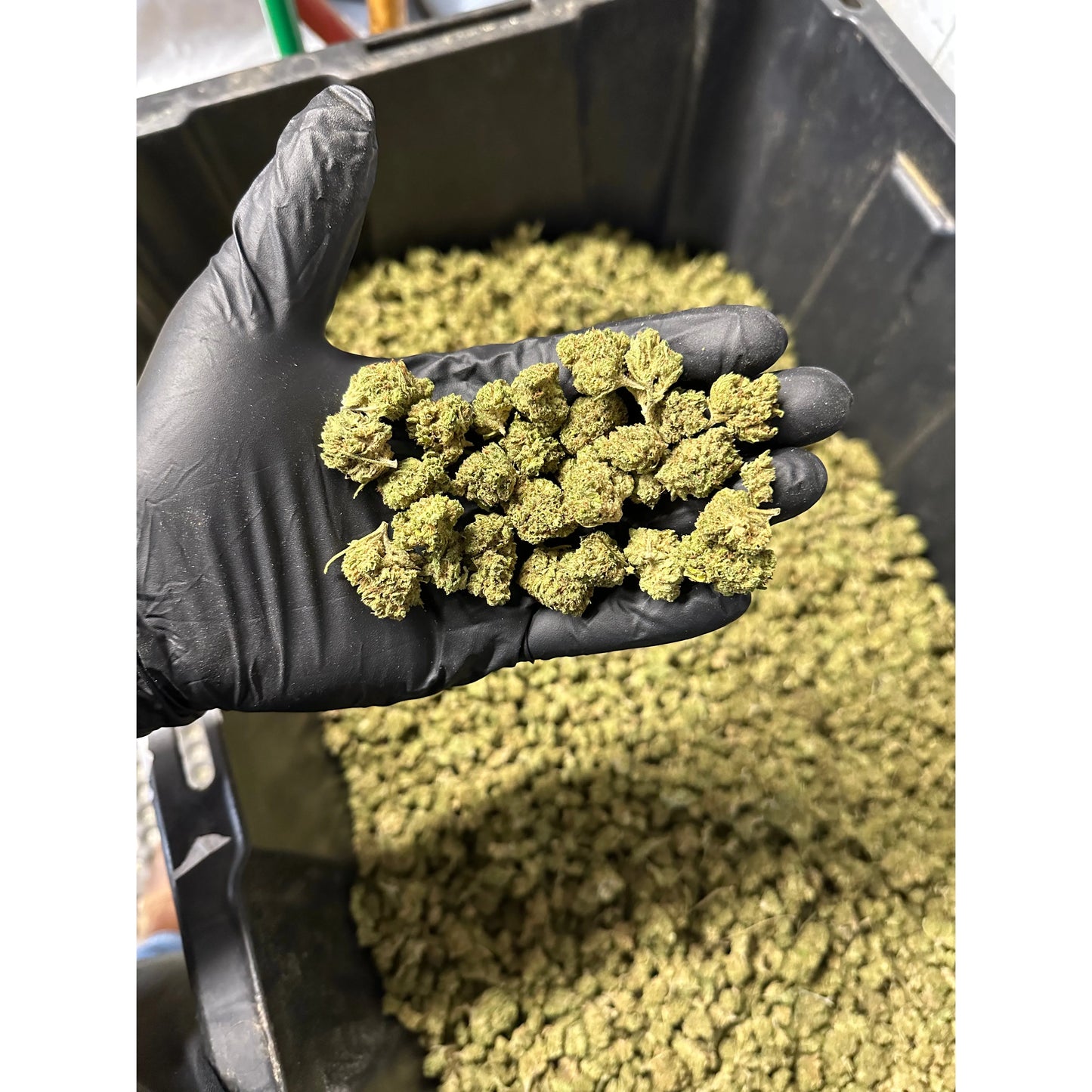 Cherry Limeade Hemp Flower Smalls
