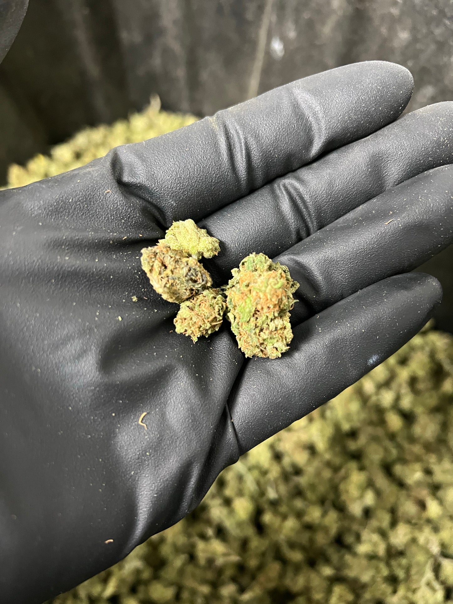 Suver Haze Smalls