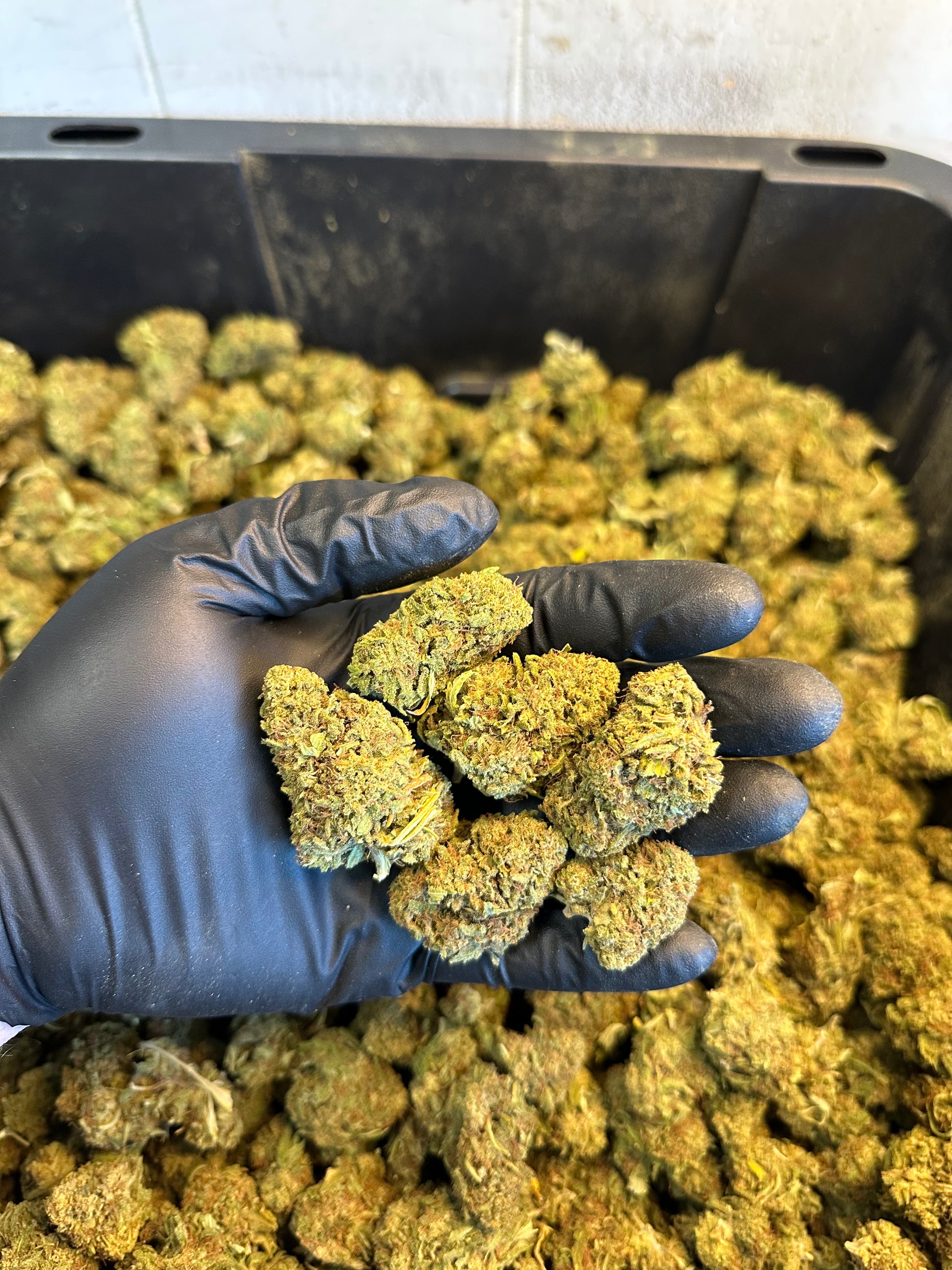 Hawaiian Haze Hemp Flower