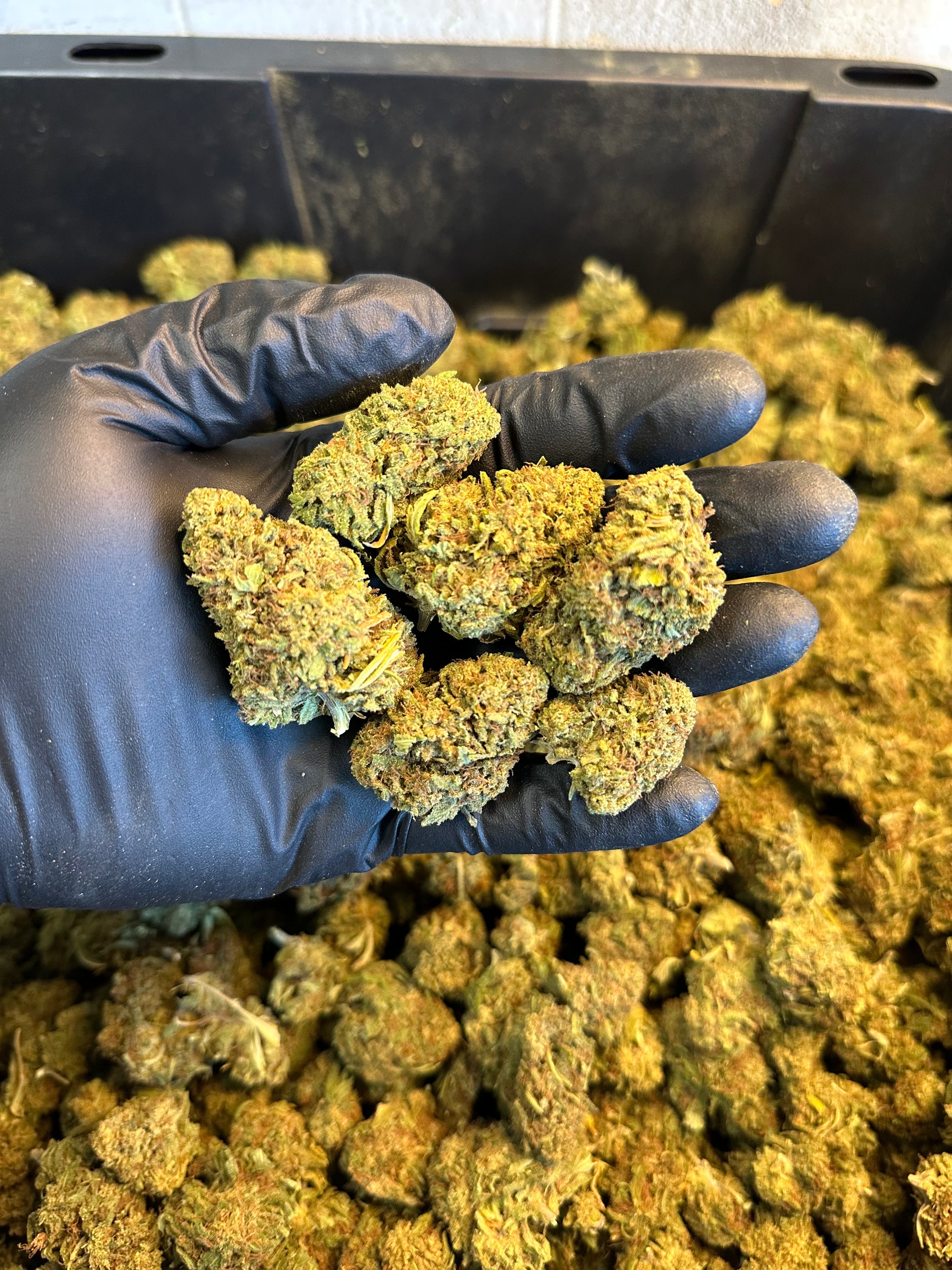 Hawaiian Haze Hemp Flower