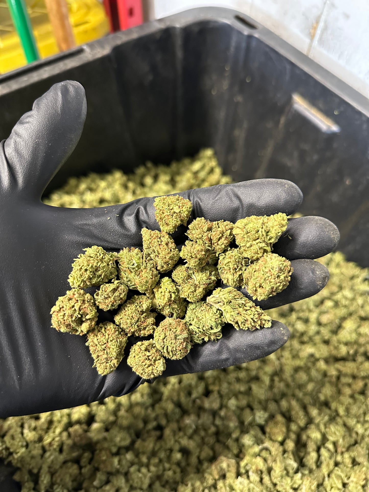 Maui Wowie Hemp Flower Smalls
