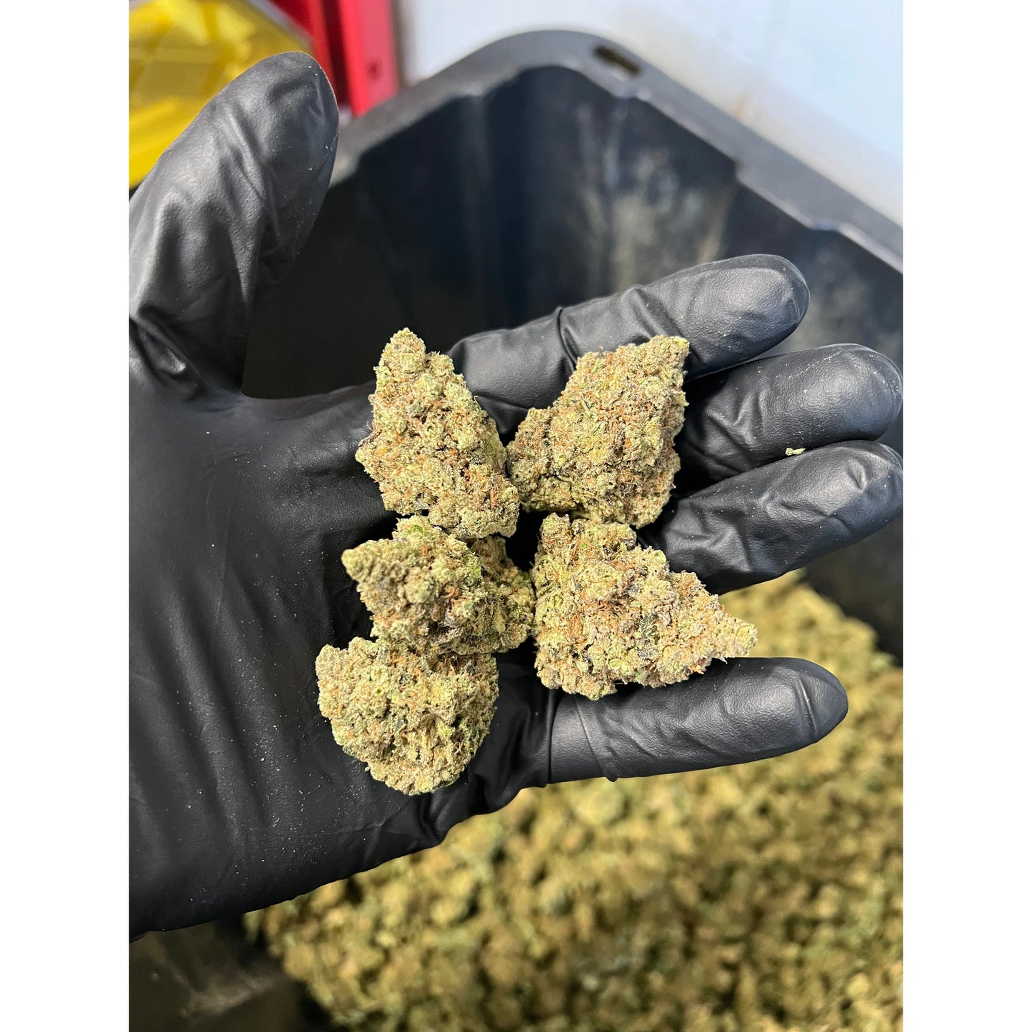 Indoor Purple Punch Hemp Flower