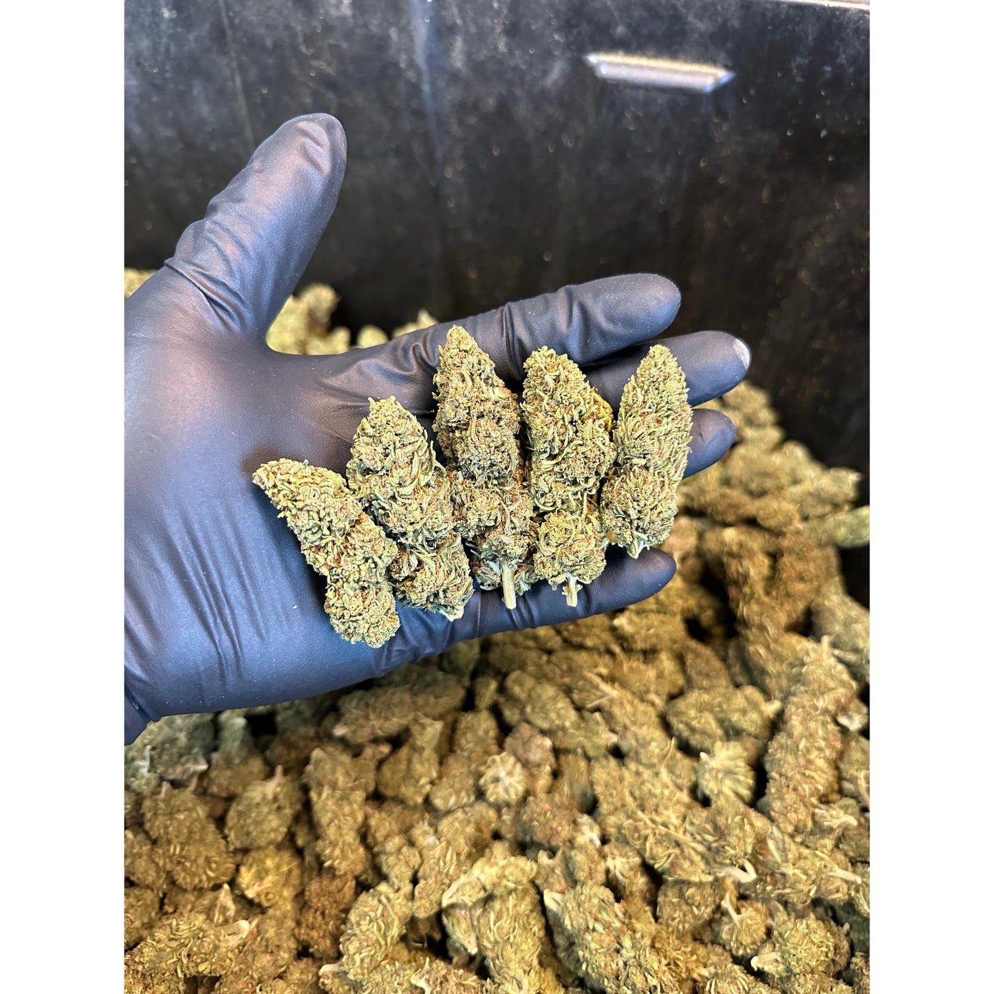 Maui Wowie Hemp Flower