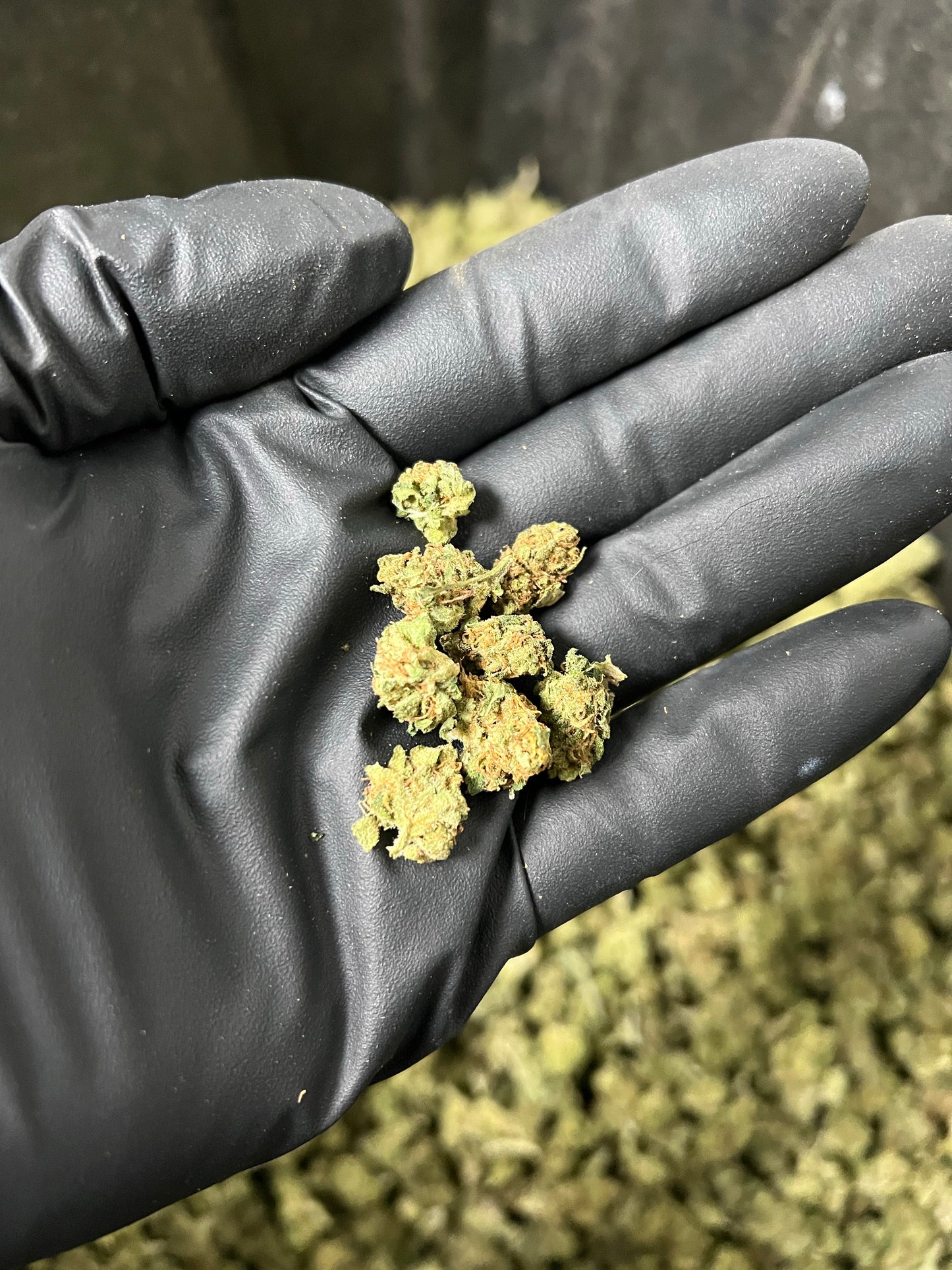 Suver Haze Smalls