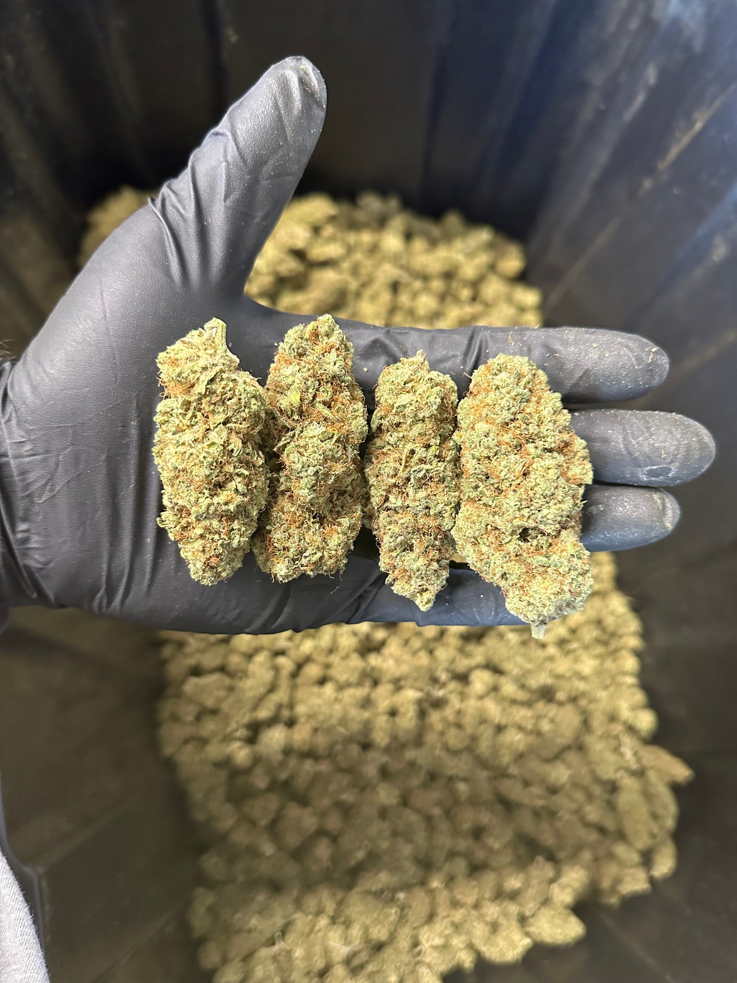 Indoor Grape Fizz Hemp Flower