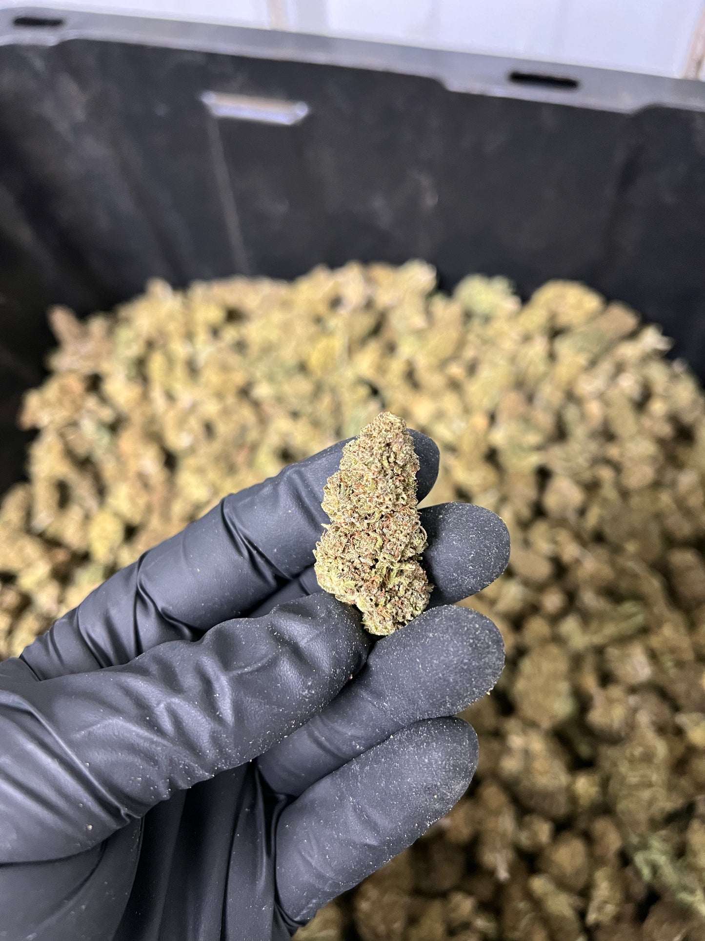 The Wife Hemp Flower